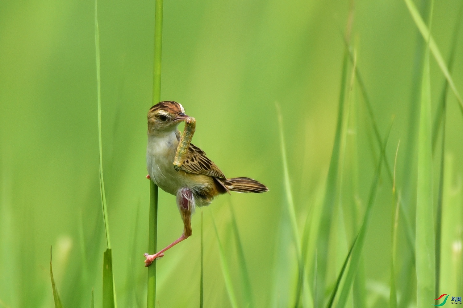 Picture 20471936.jpg