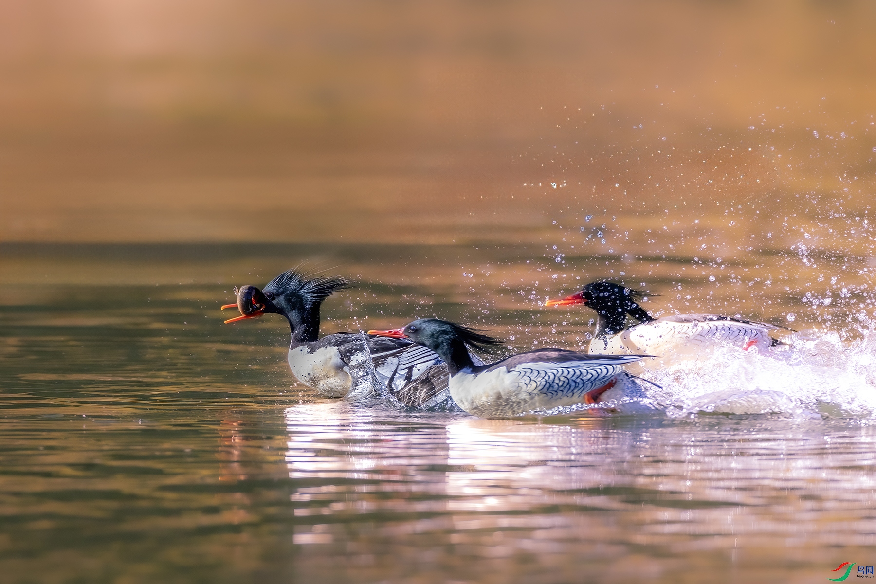 IMG_8254 ���� 2.jpg