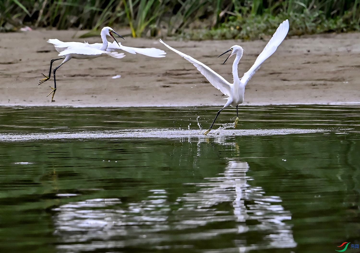 DSC_3207---_conew1.jpg