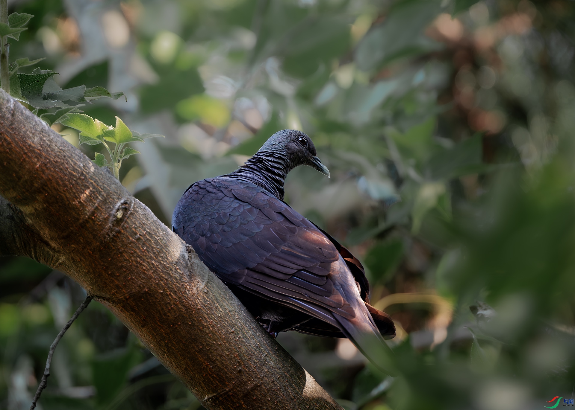 DSC_3924-����ǿ-NR ����.jpg