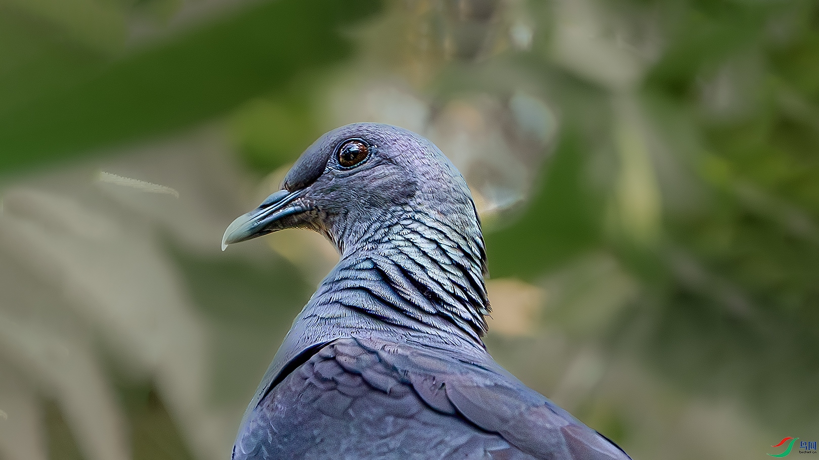 DSC_3944-����ǿ-NR ����.jpg