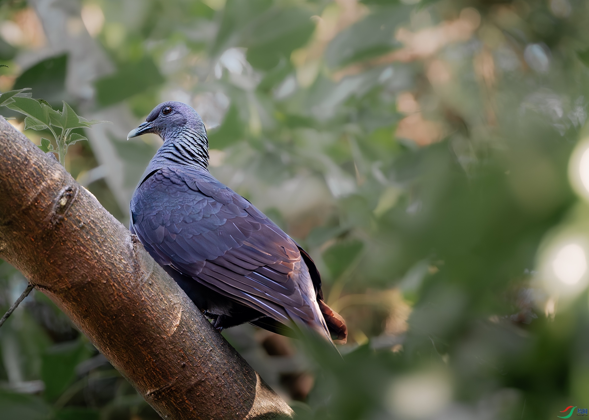 DSC_3945-����ǿ-NR ����.jpg