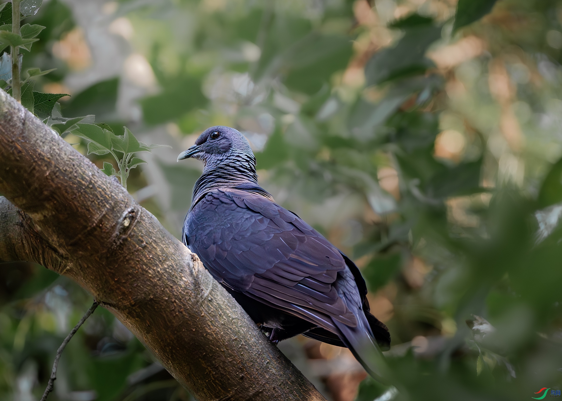 DSC_3992-����ǿ-NR ����.jpg