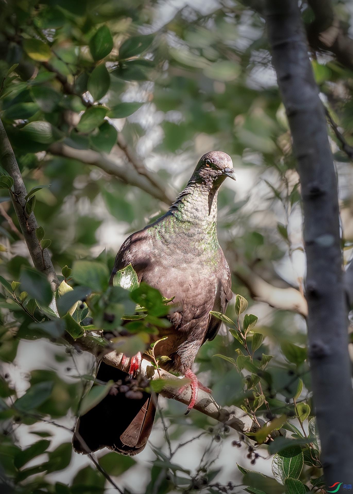 DSC_4131-����ǿ-NR ����.jpg