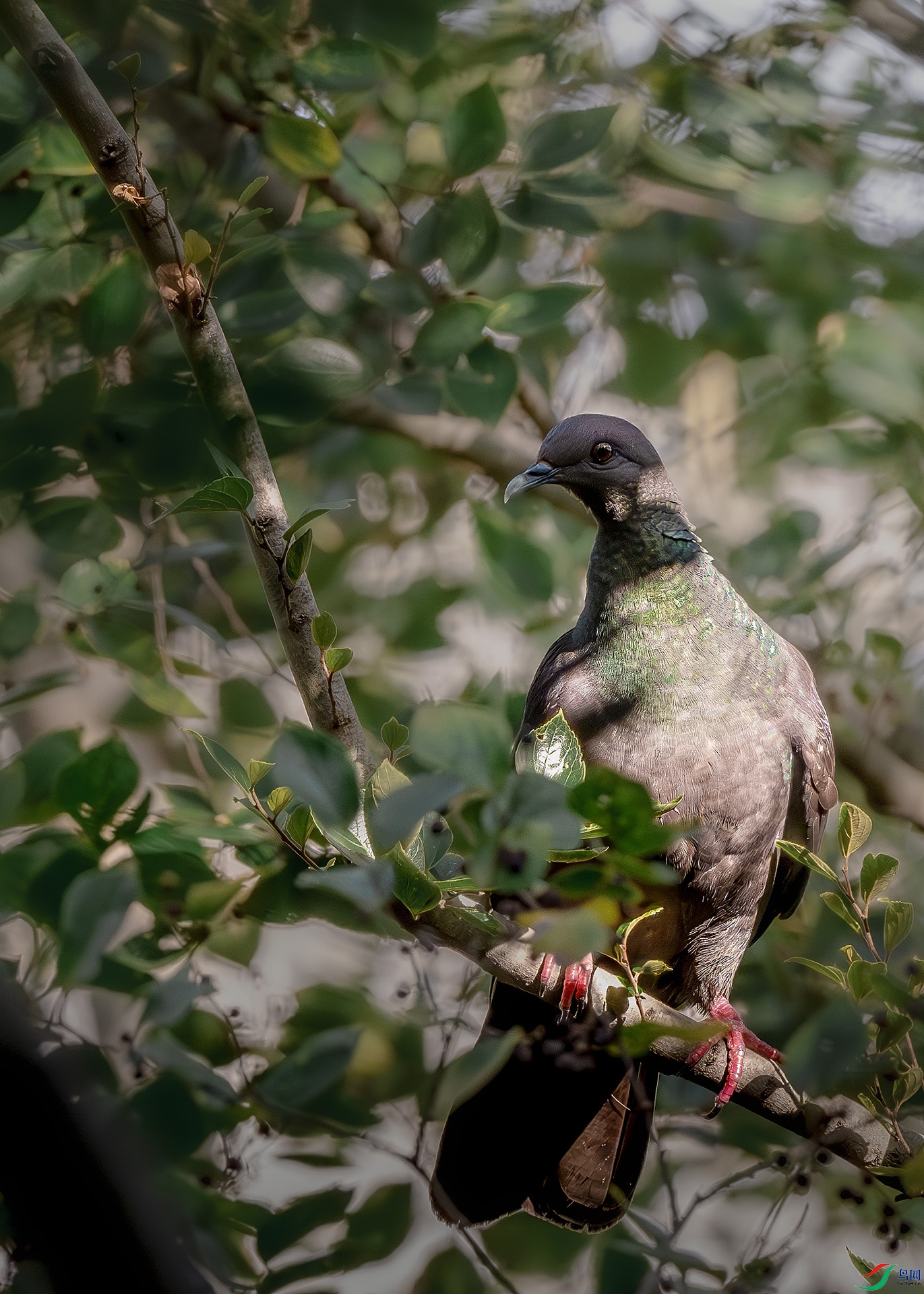 DSC_4139-����ǿ-NR ����.jpg