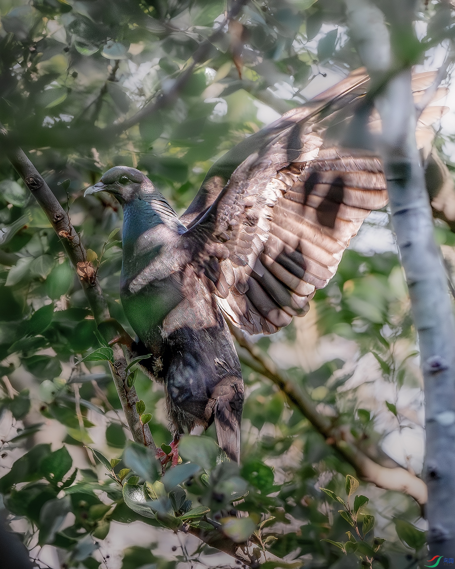 DSC_4162-����ǿ-NR ����.jpg