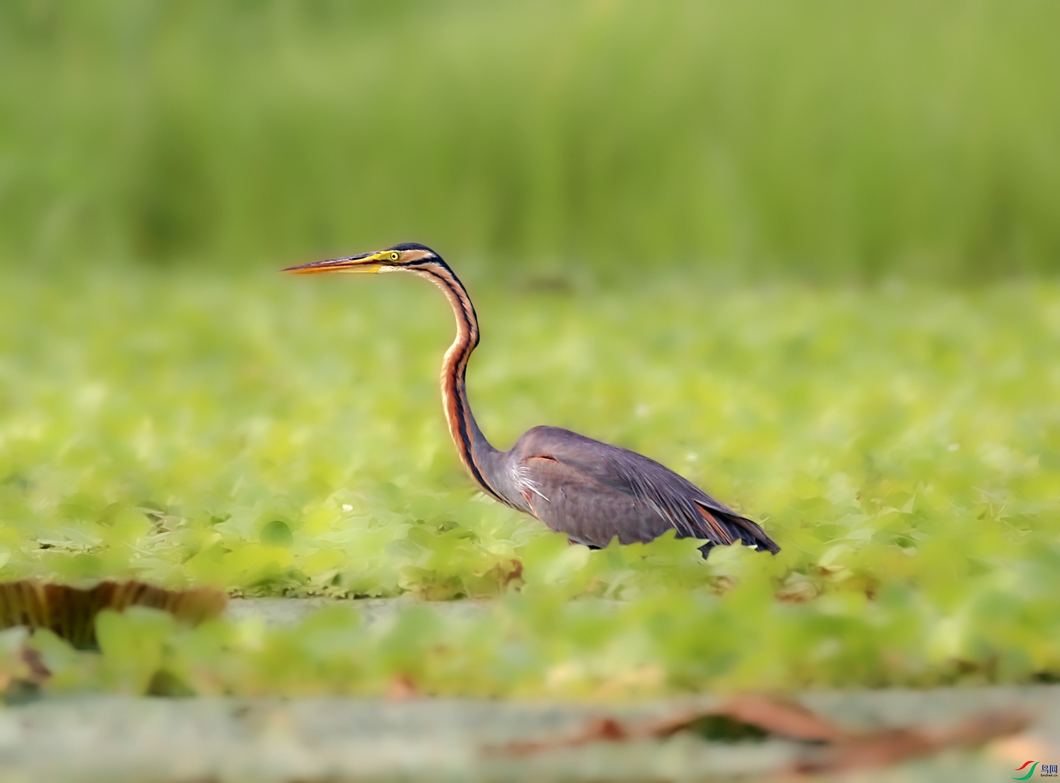 673A4113 ����.jpg