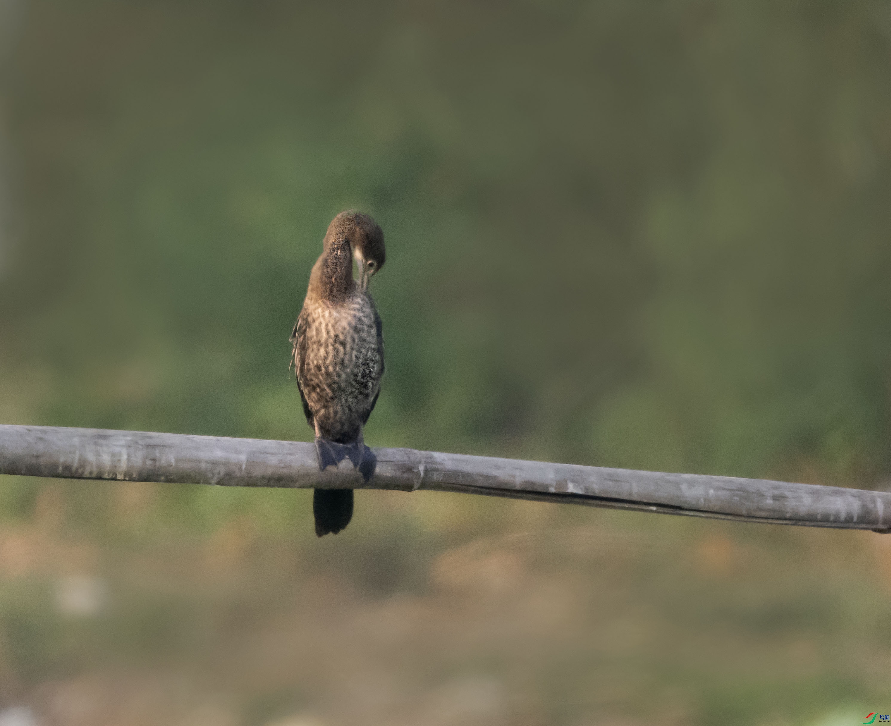 1-xtP3290397 ����.jpg