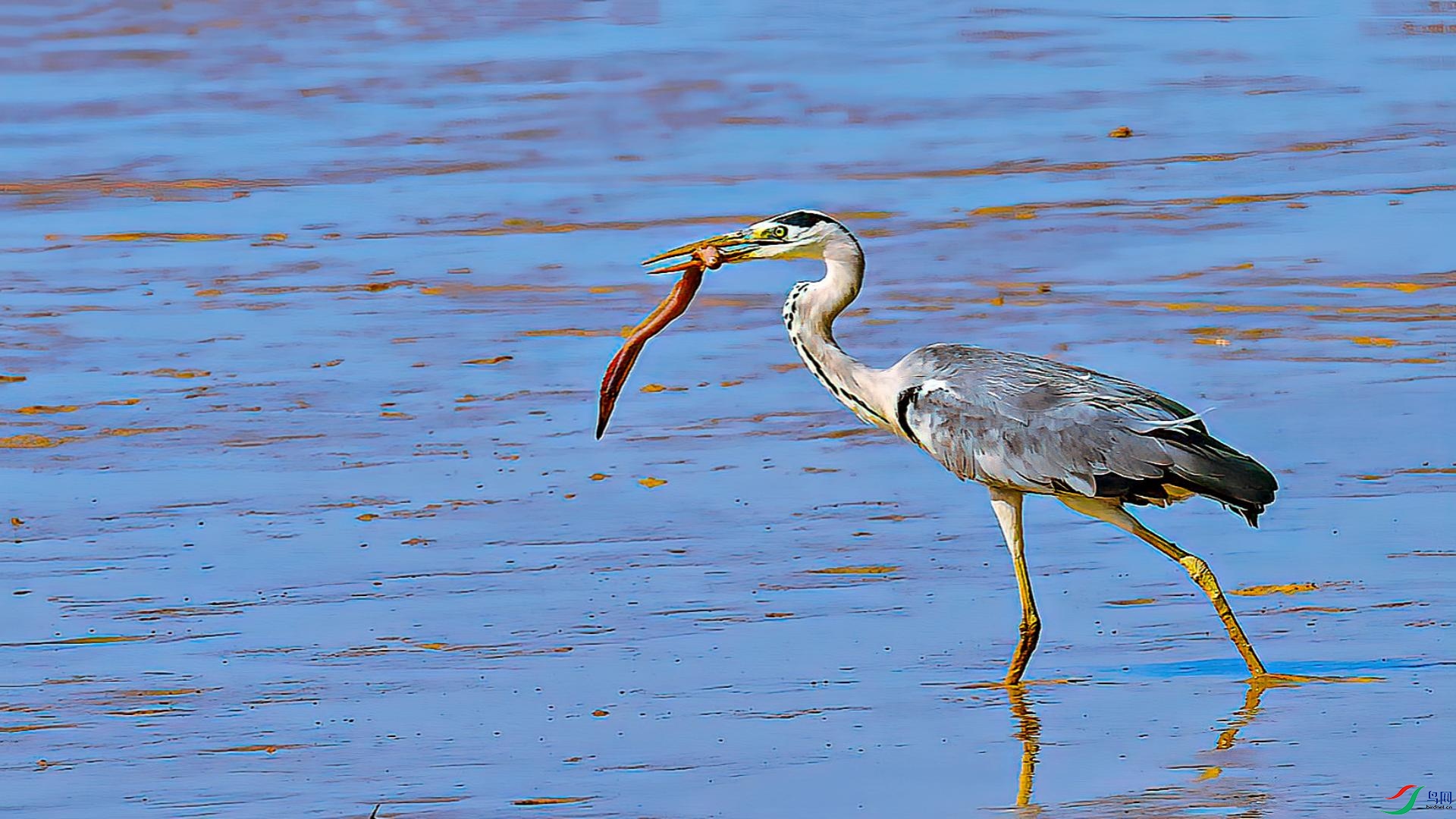 �����̡�����