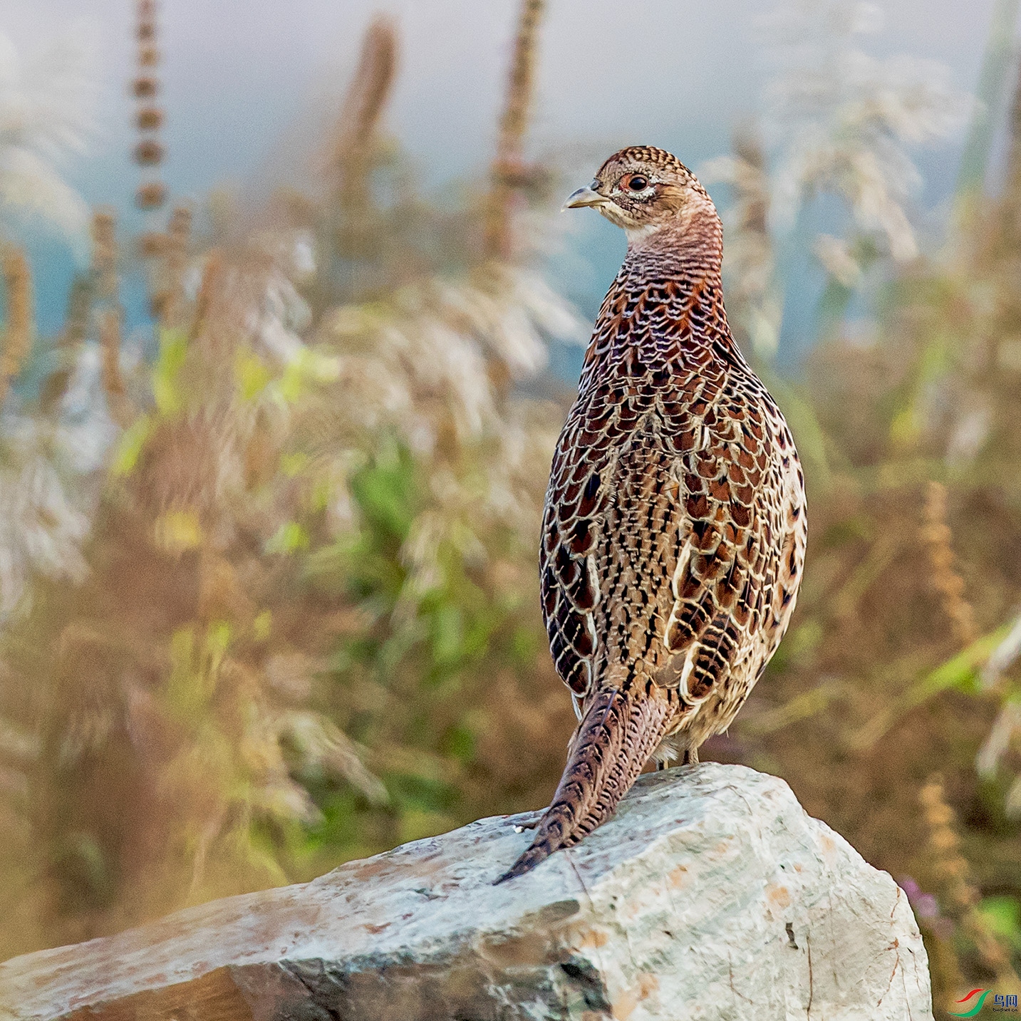 _90I6838 ����.jpg