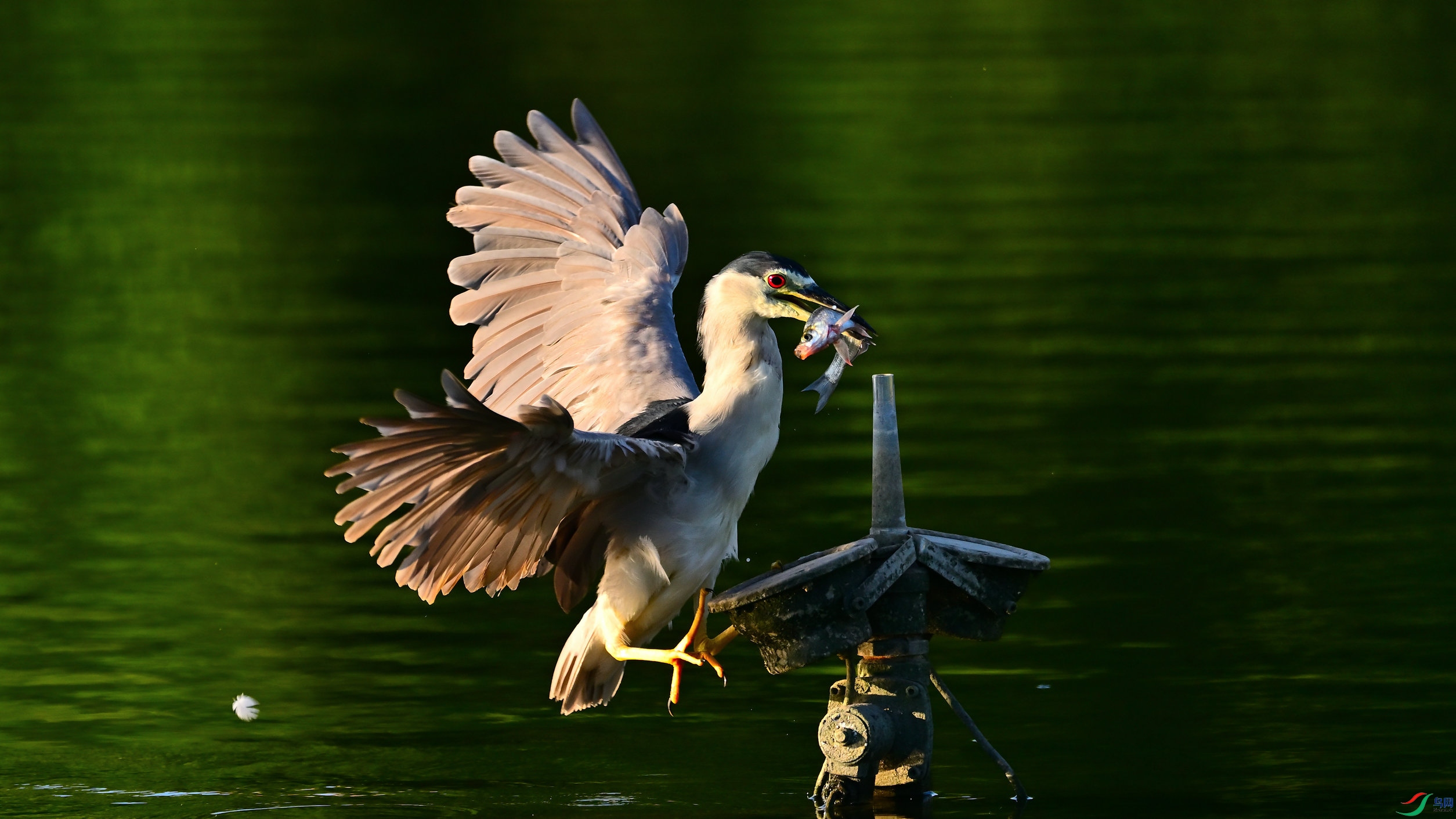 DSC_3332.jpg