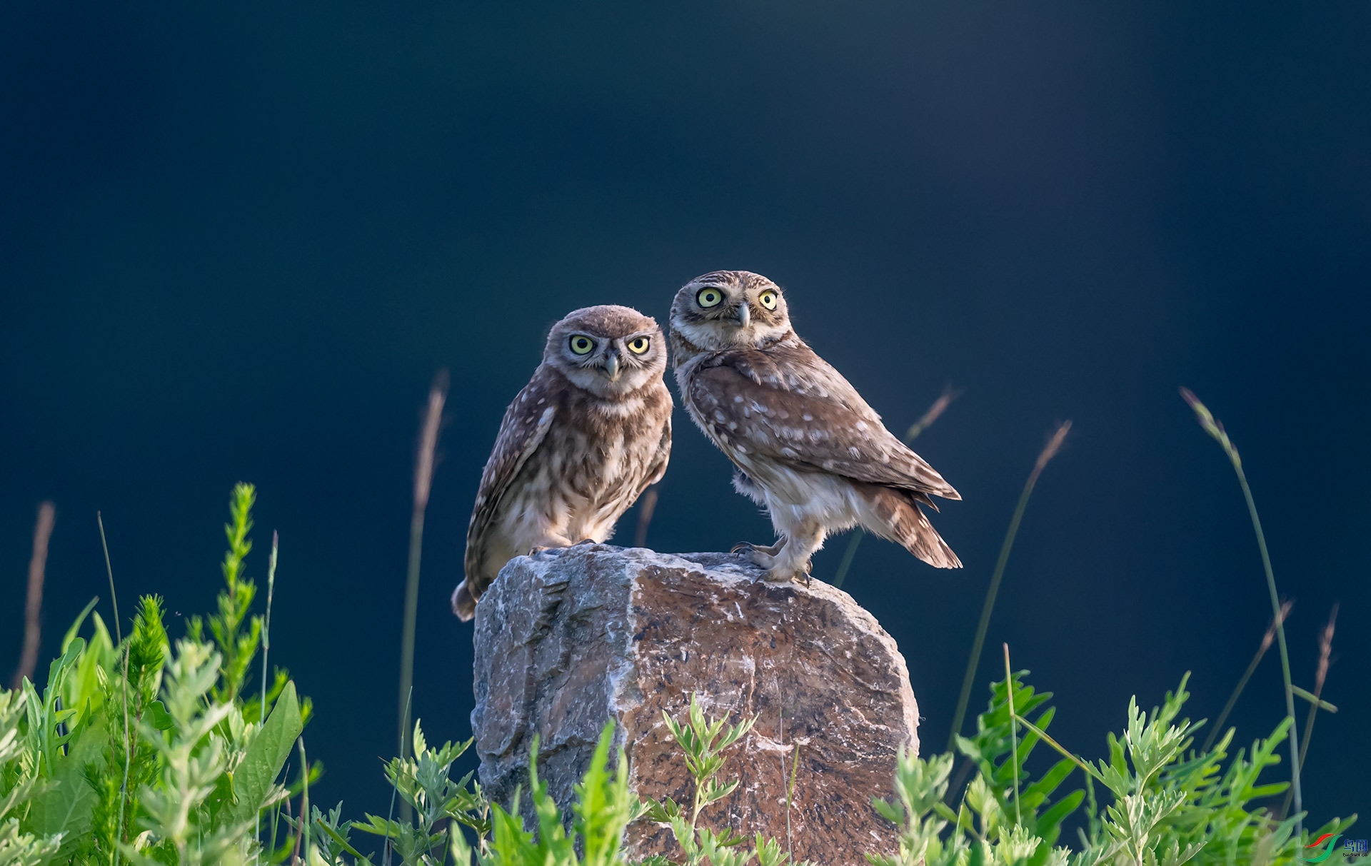 ���Ƹ�С�^