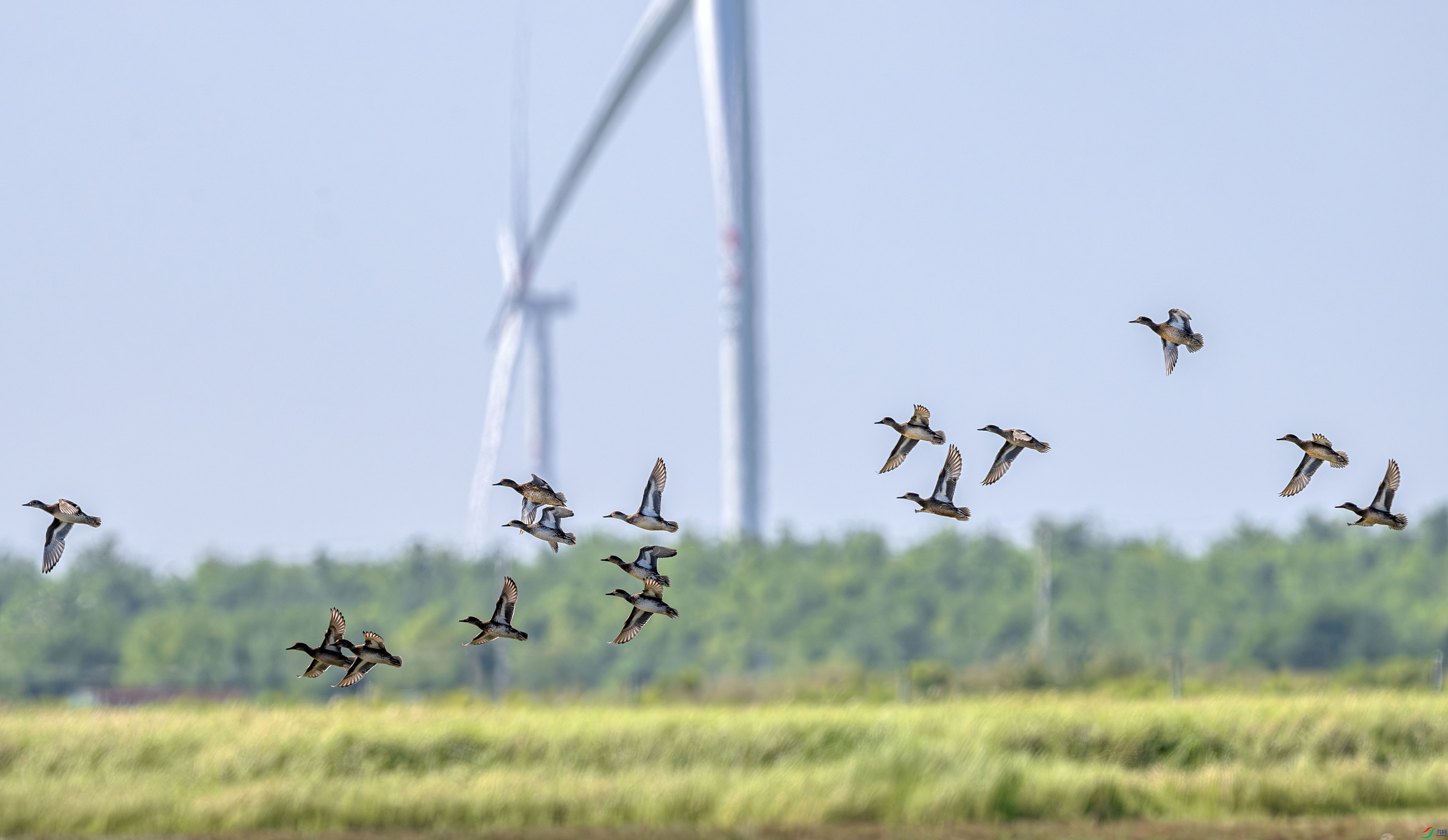 DSC_1558-����ǿ-NR ����.jpg