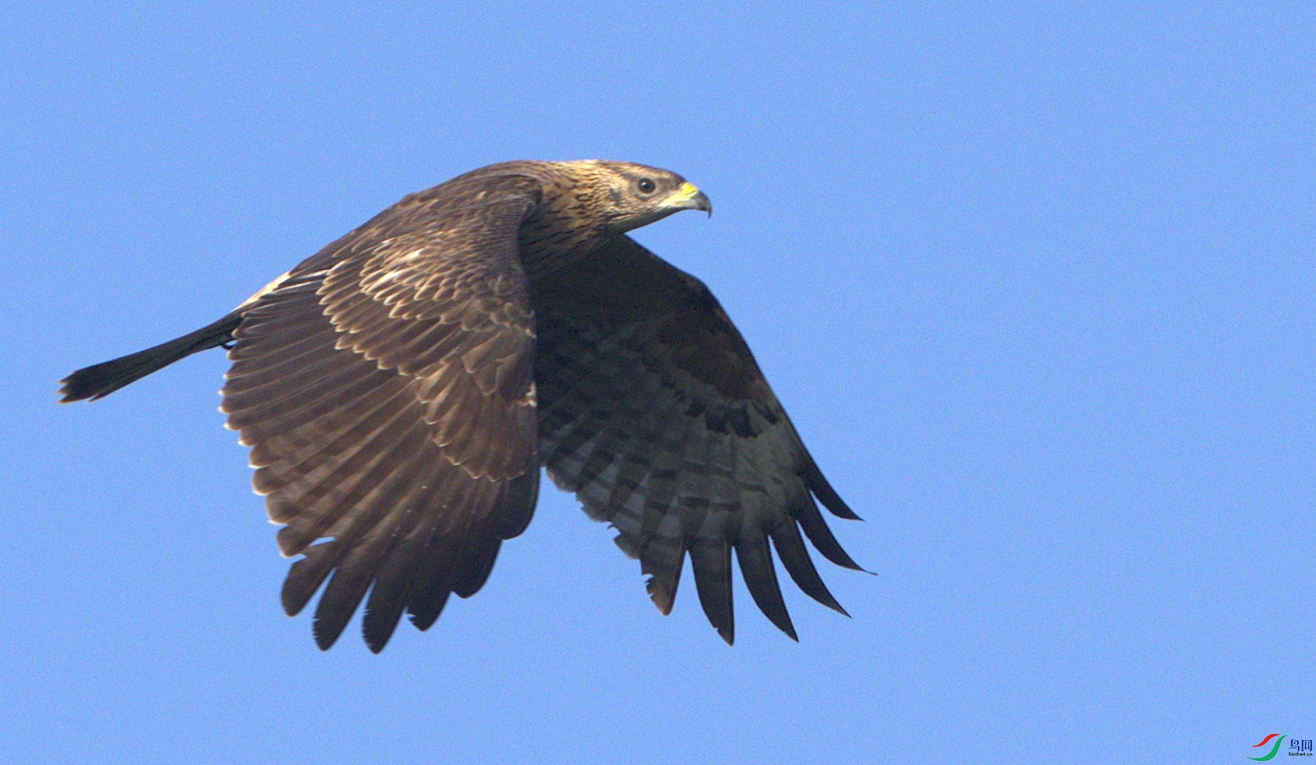 ��ͷ��ӥ 2 22    _98A8767.jpg