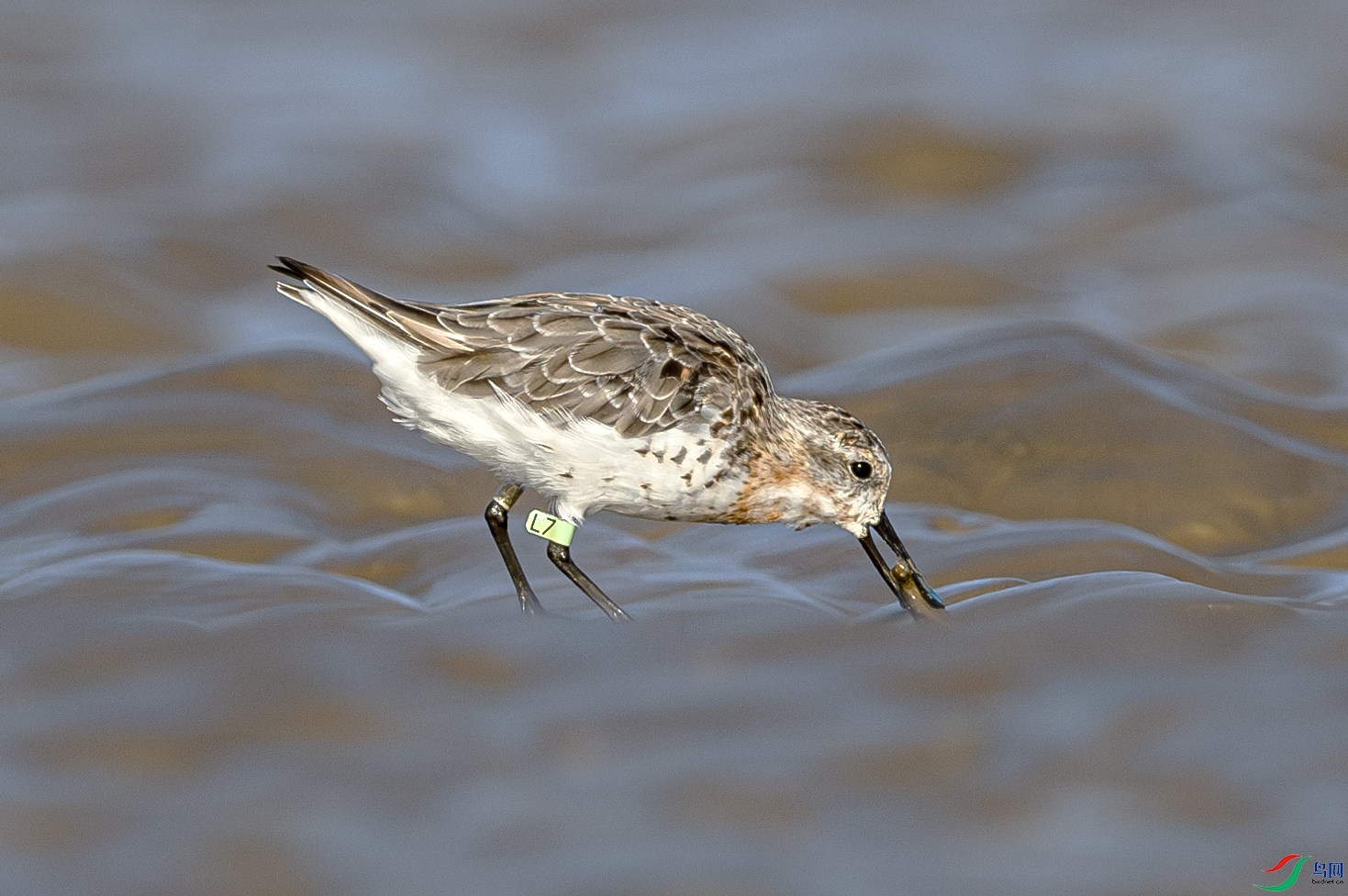 DSC_9784-����ǿ-NR ����.jpg