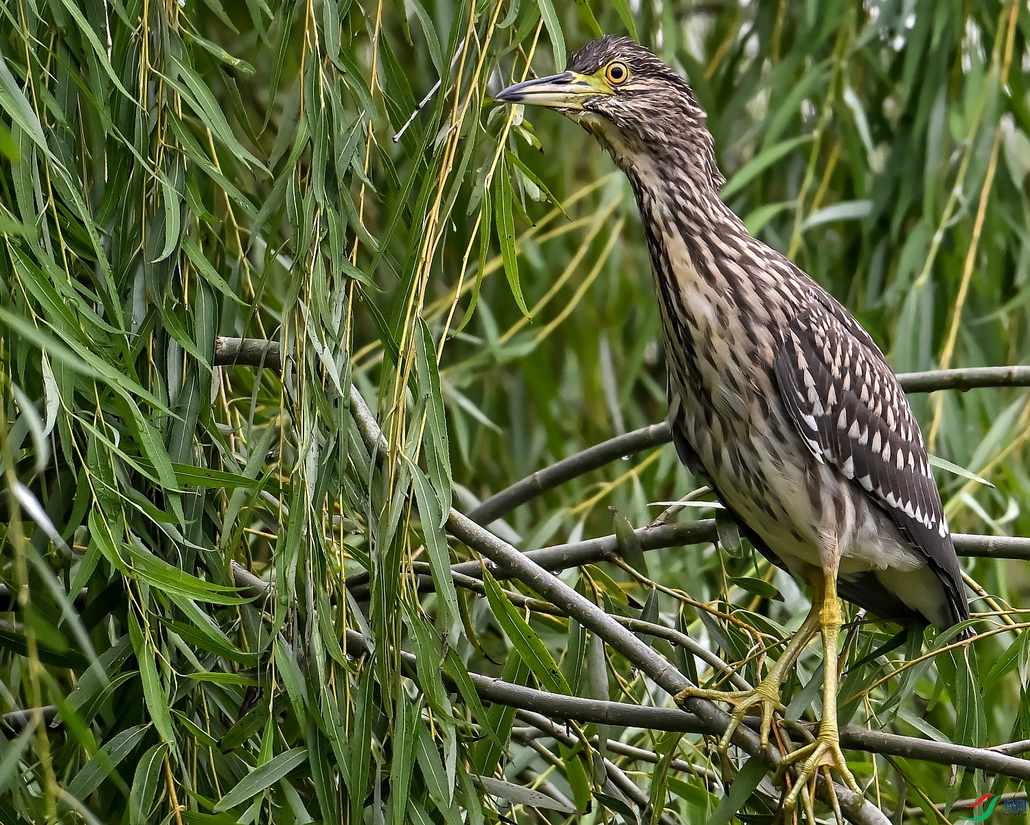DSC_8007---_conew1.jpg