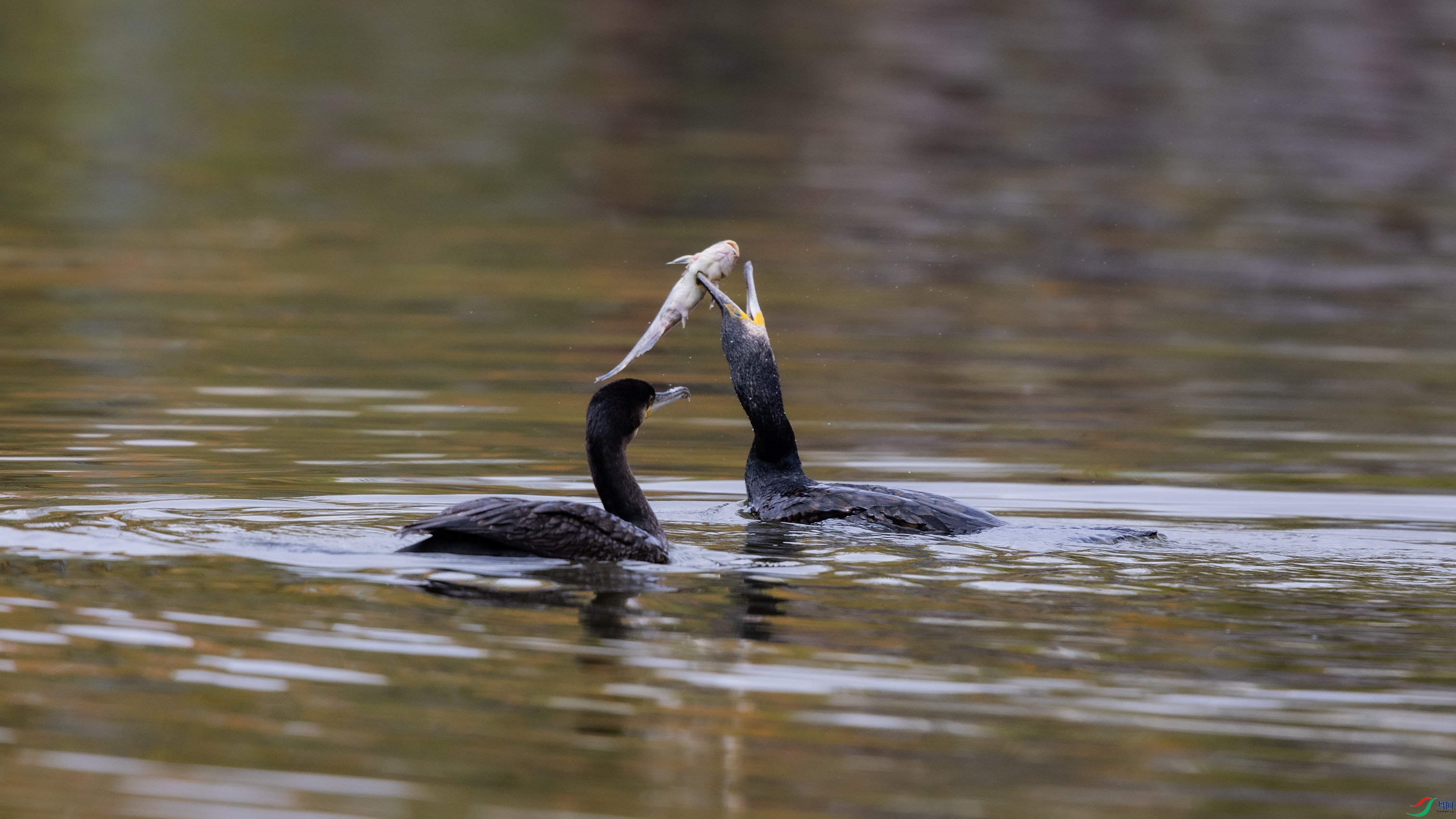 0O7A8341 ����444.jpg