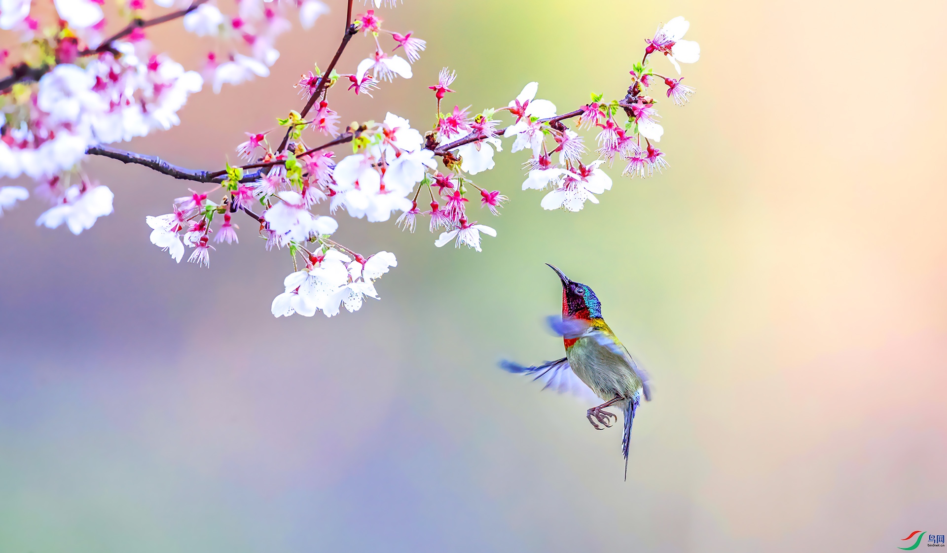 AS7I9682 ����-Sh----1 .jpg