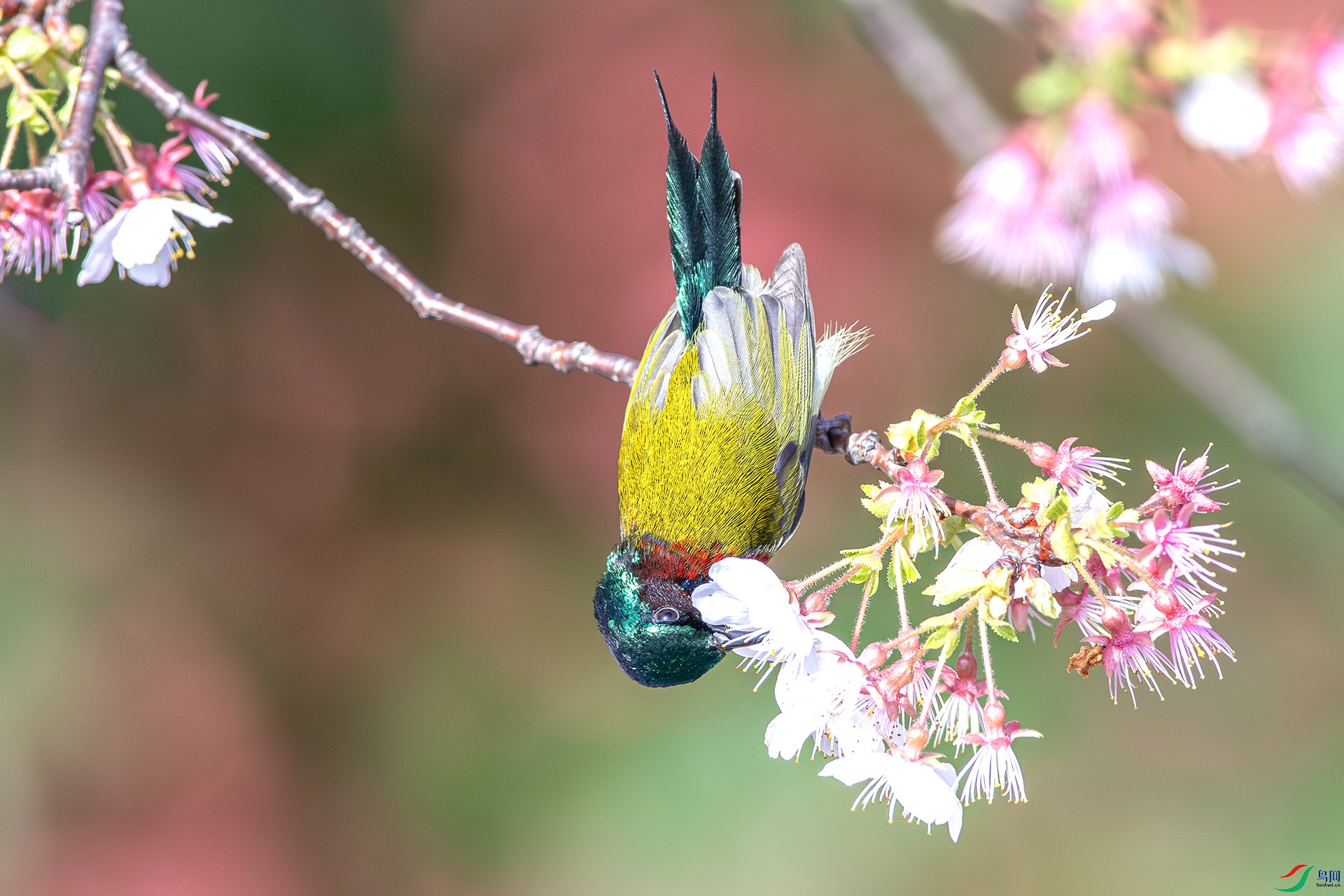 AS7I6679-����ǿ-NR ����1 .jpg