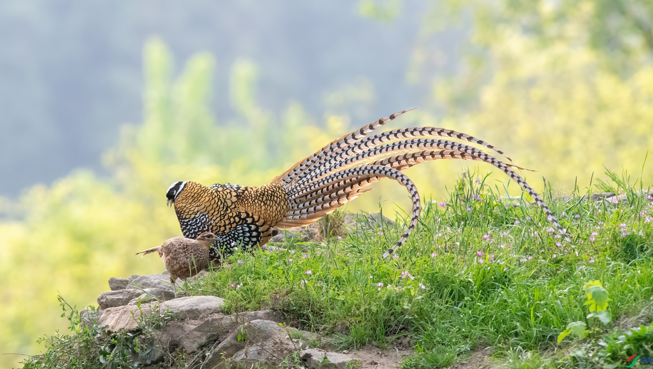 DSC_8011-11.jpg