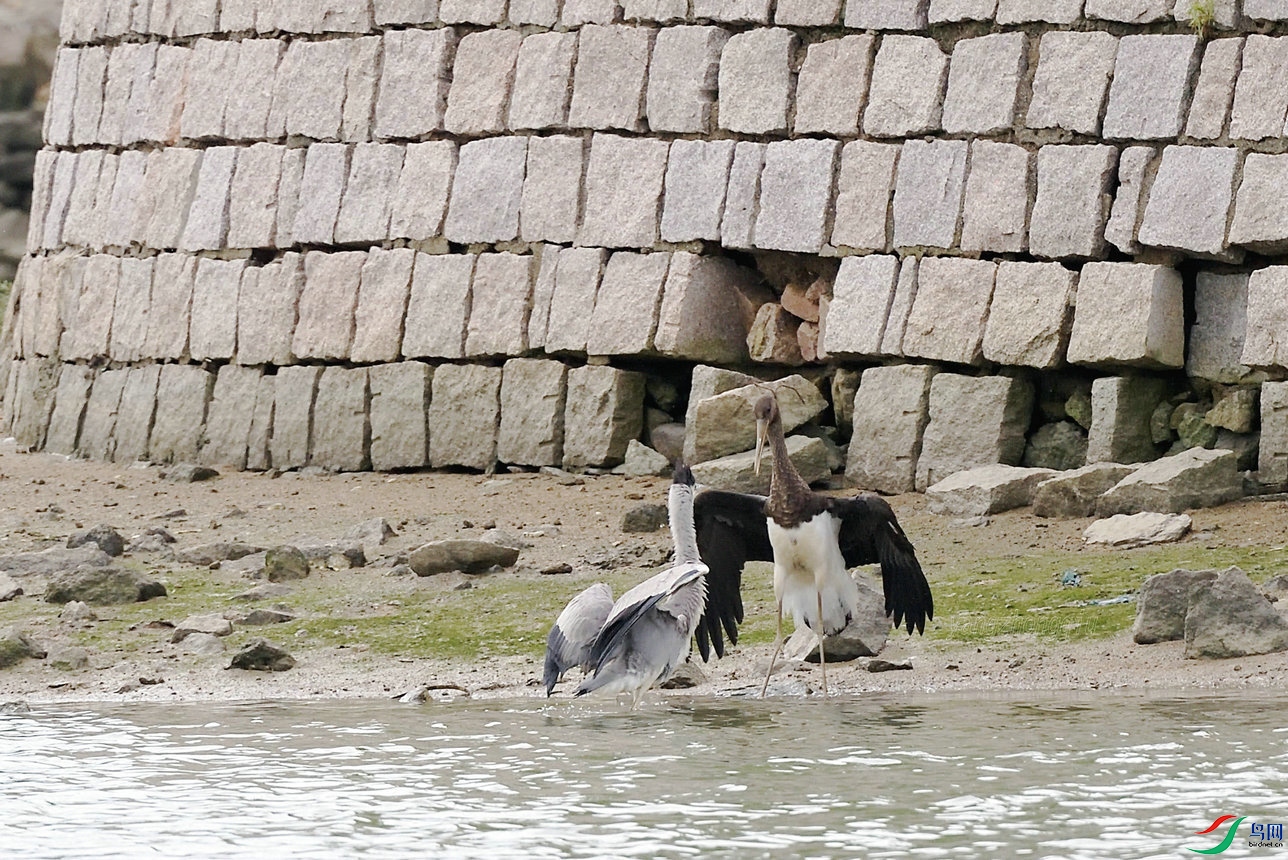 3��ѹ����