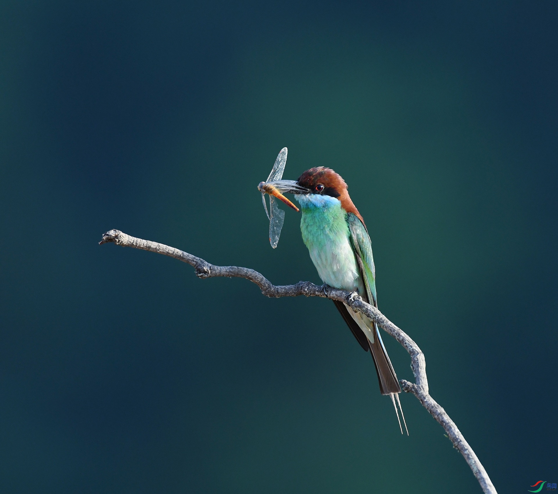 DSC_4017.jpg