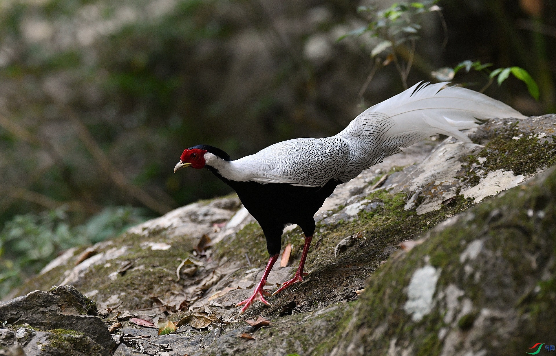 DSC_4231.jpg