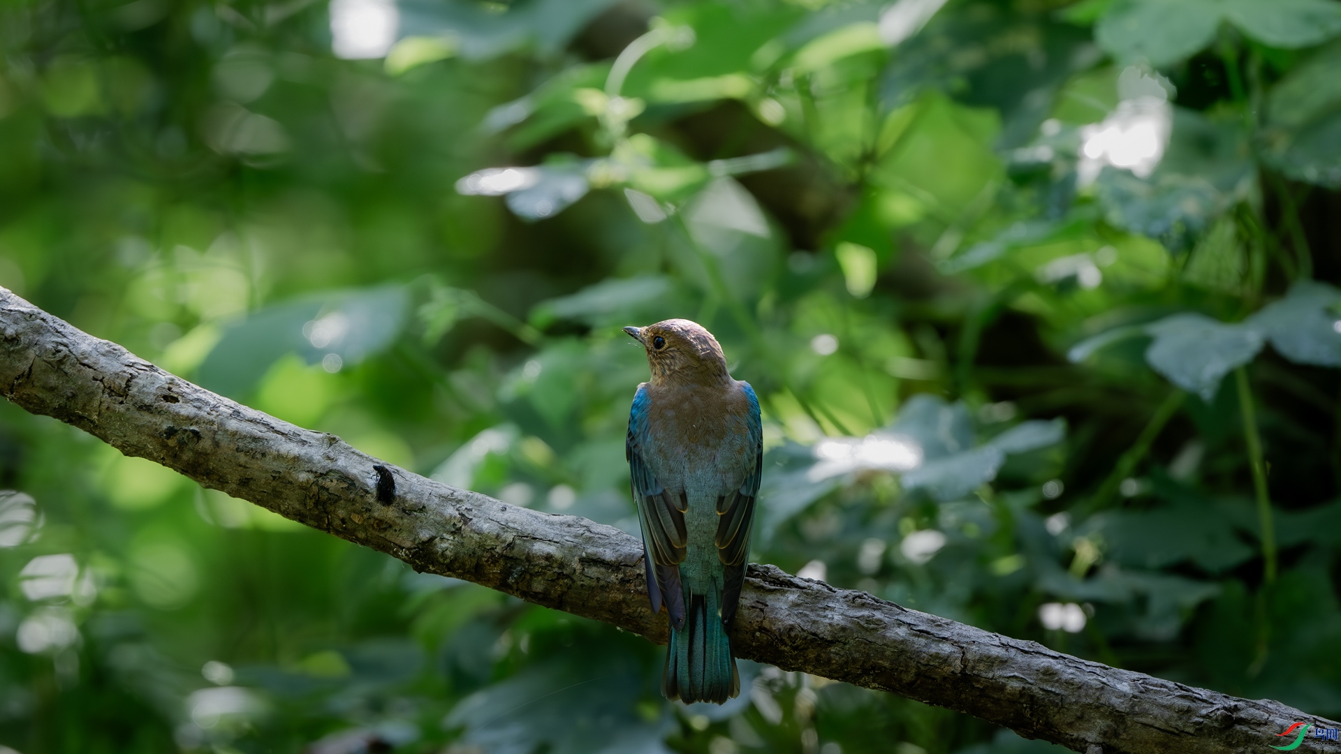 DSC_5101-����ǿ-����.jpg