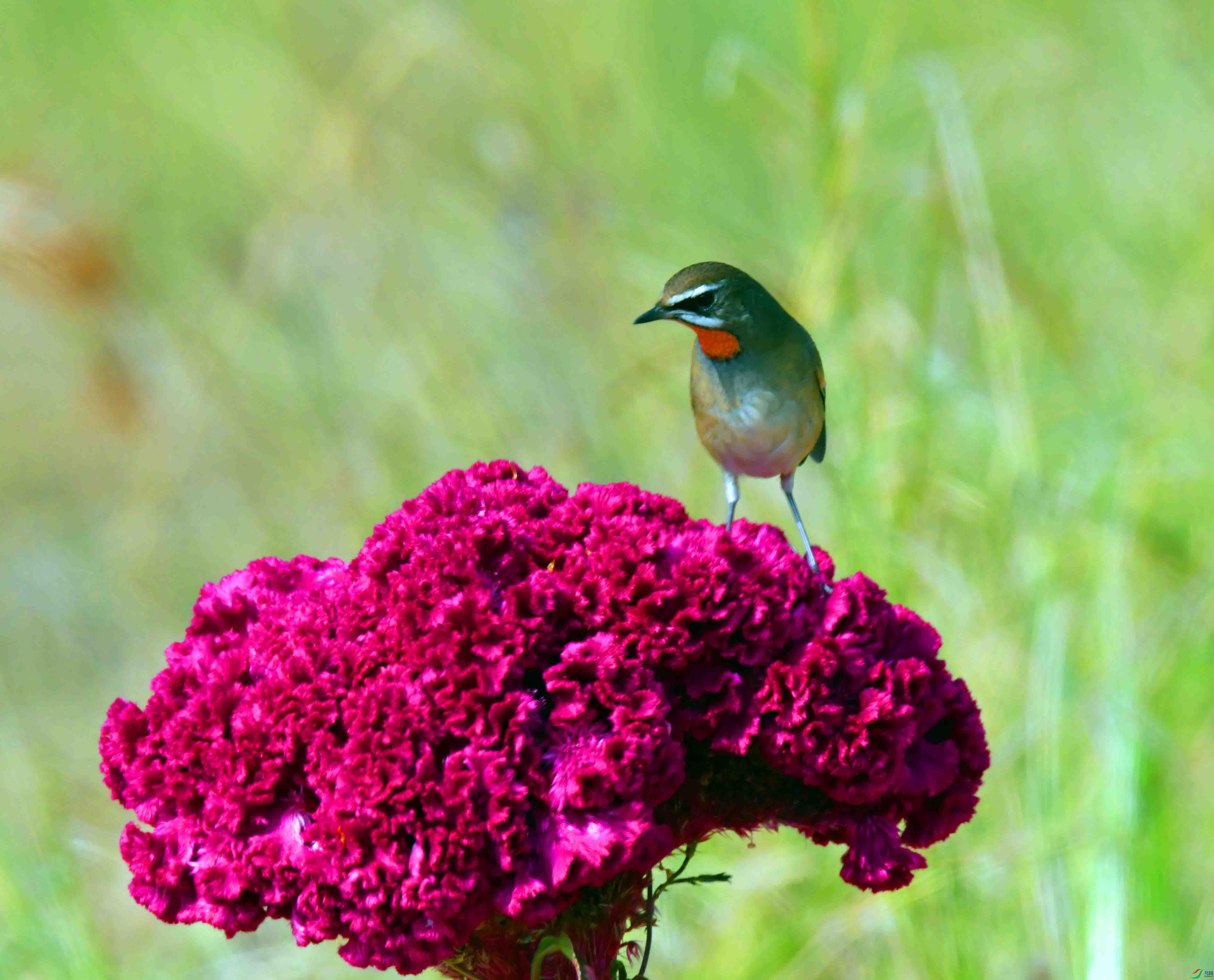 DSC_4046.JPG