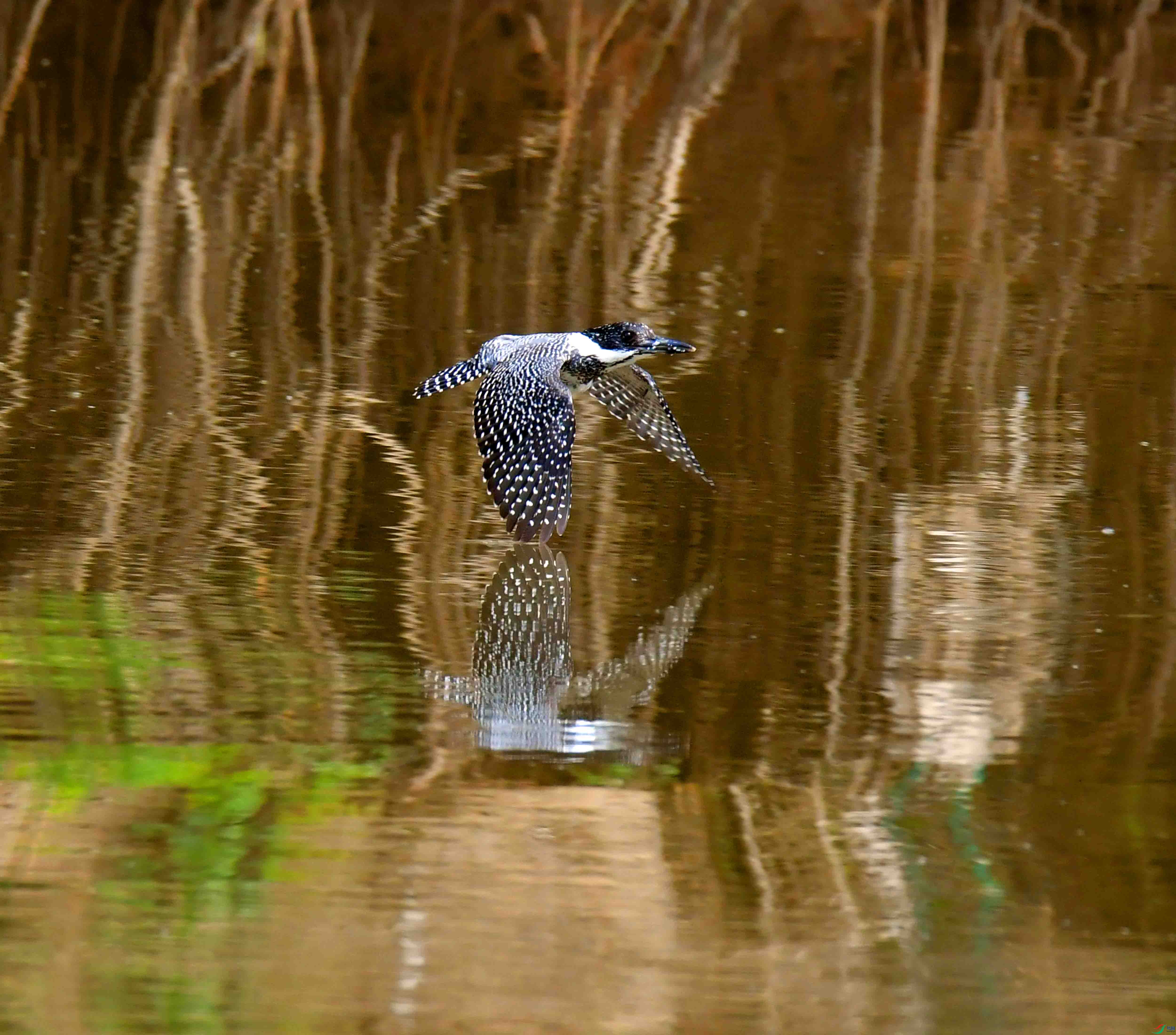 DSC_5232.JPG