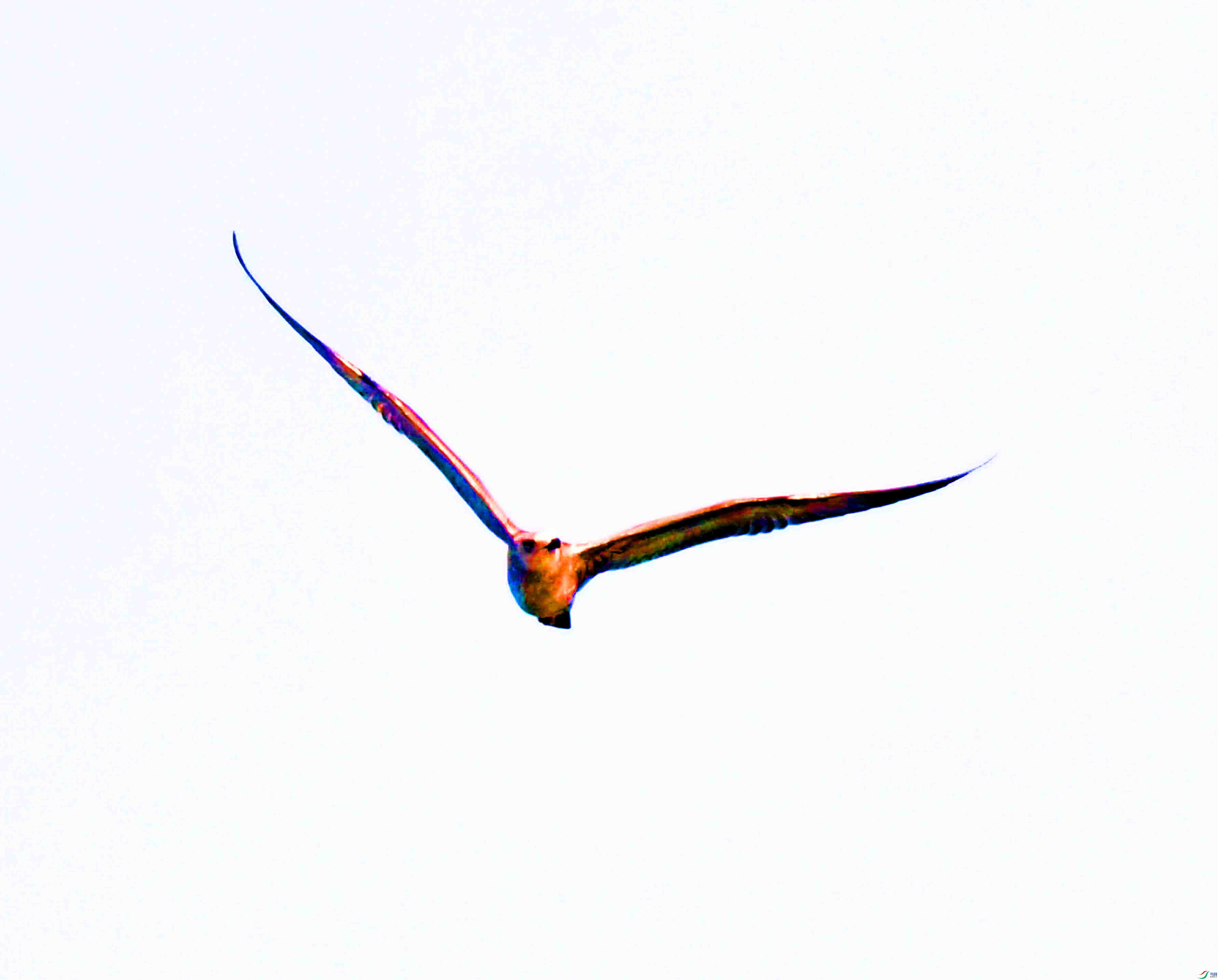DSC_6081.JPG