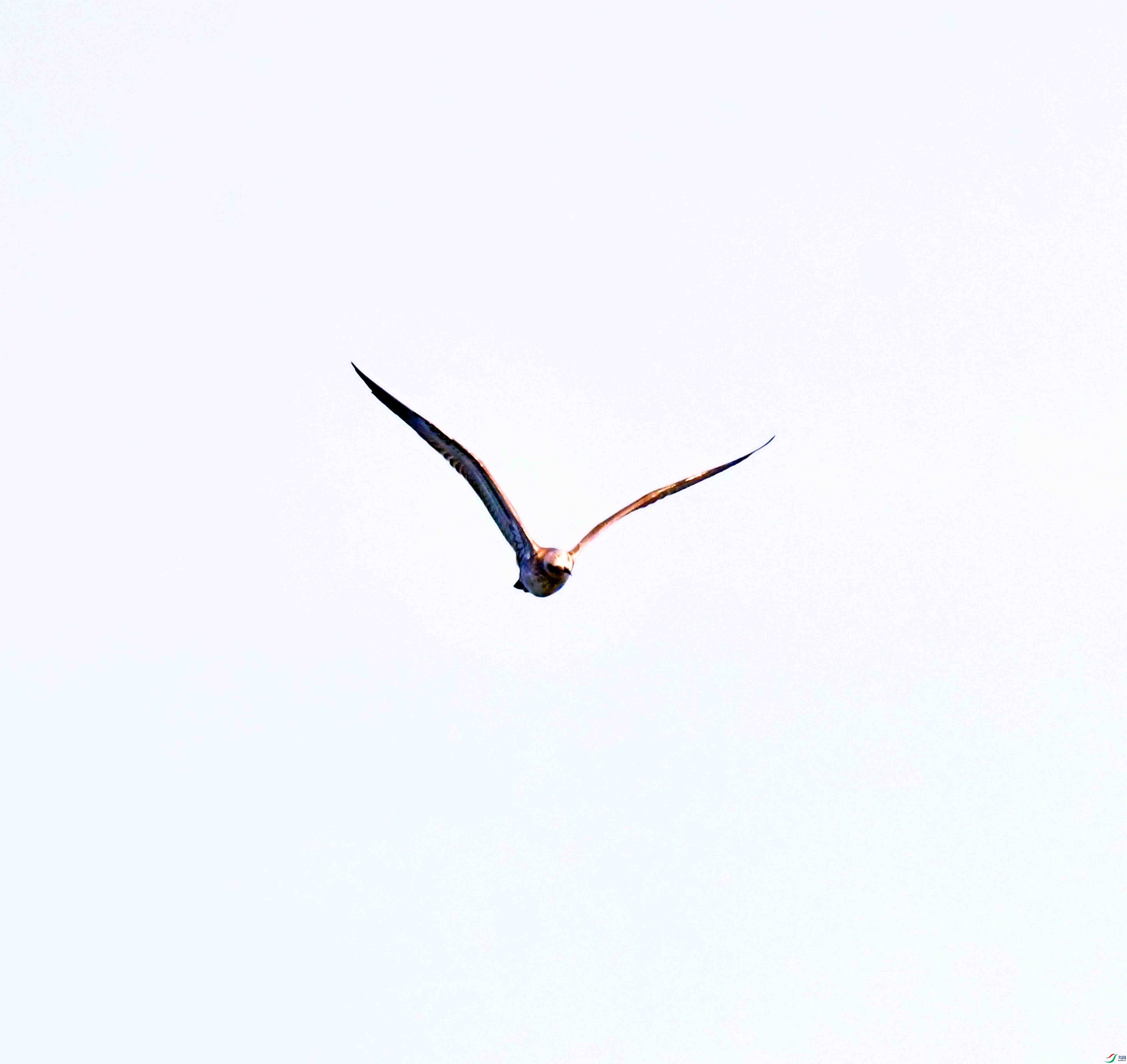 DSC_6083.JPG