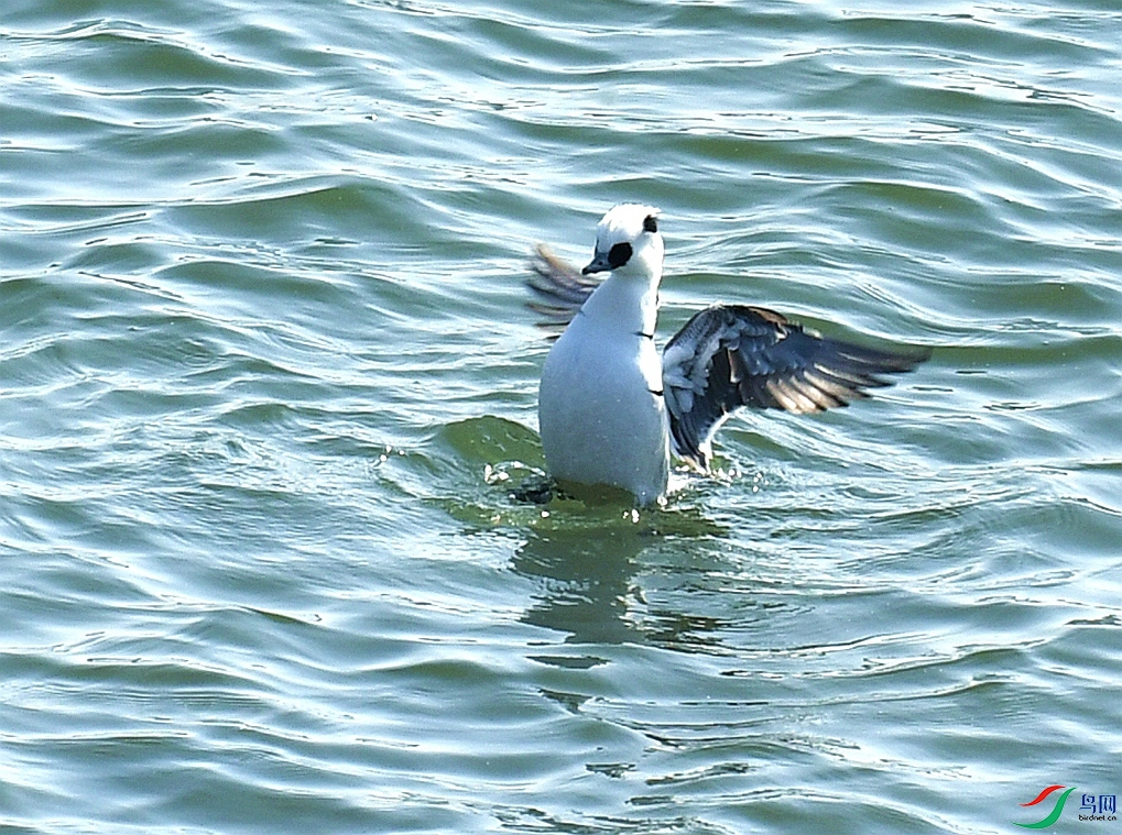 DSC_1106.jpg