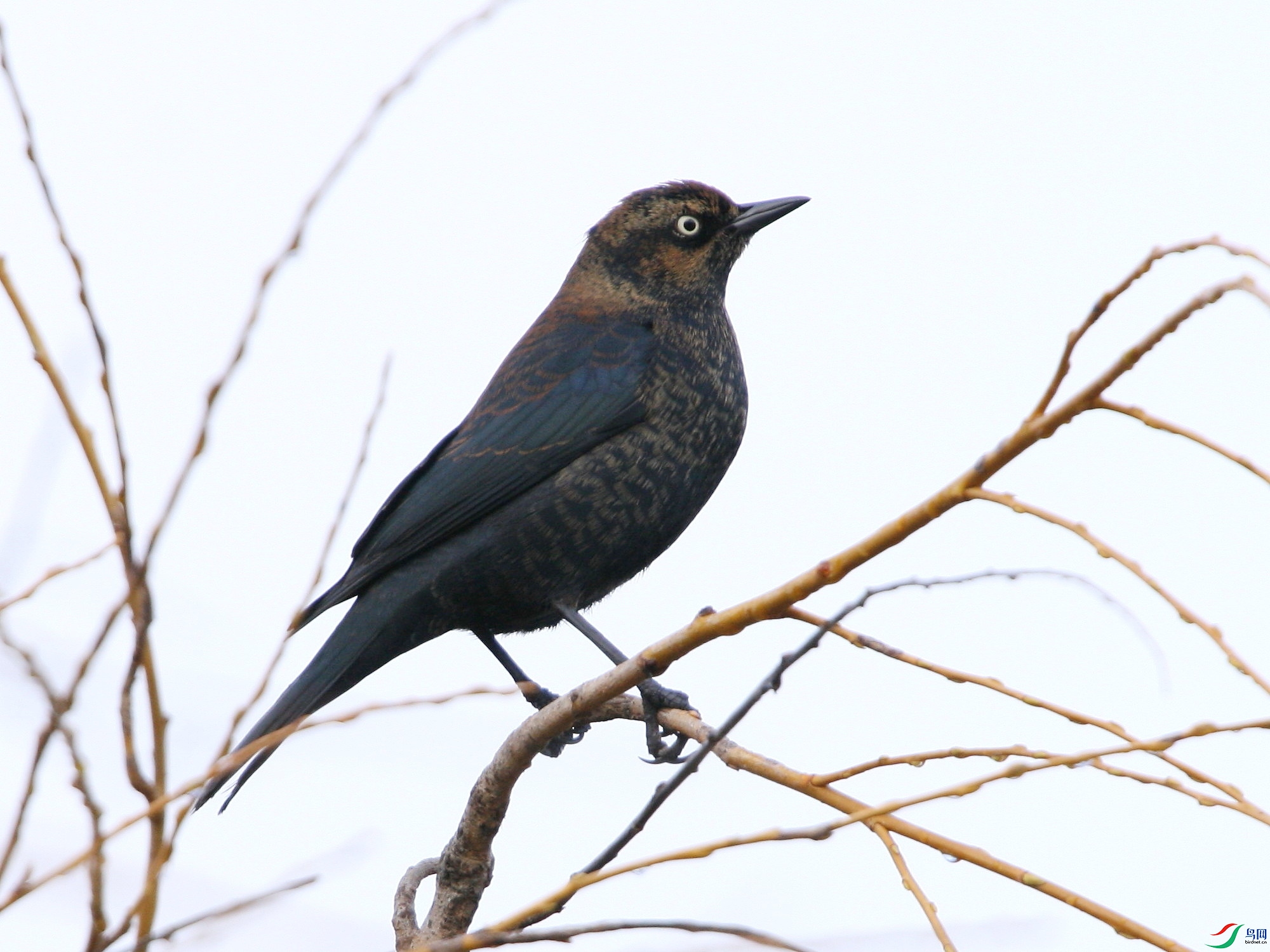 Ambleside030108 271tz.JPG