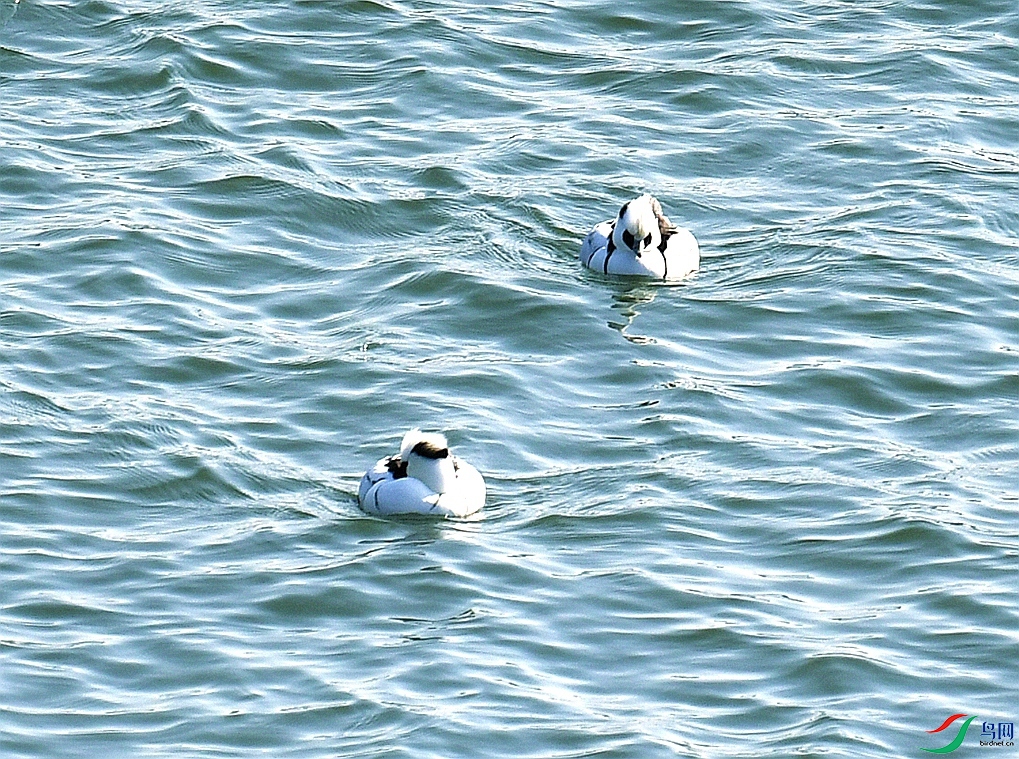 DSC_4543.jpg