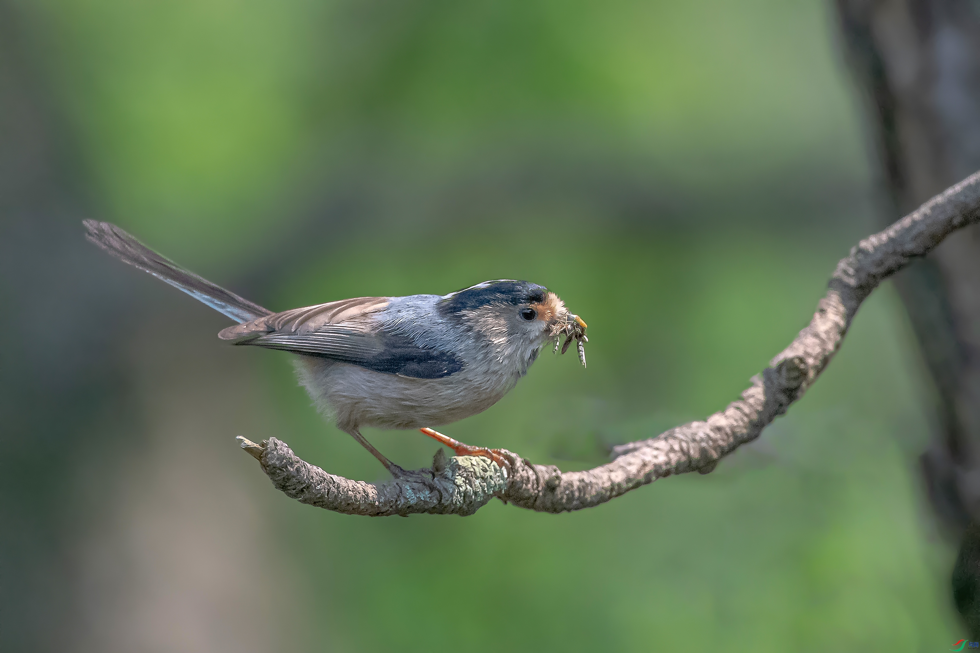 DSC_4503AB.jpg