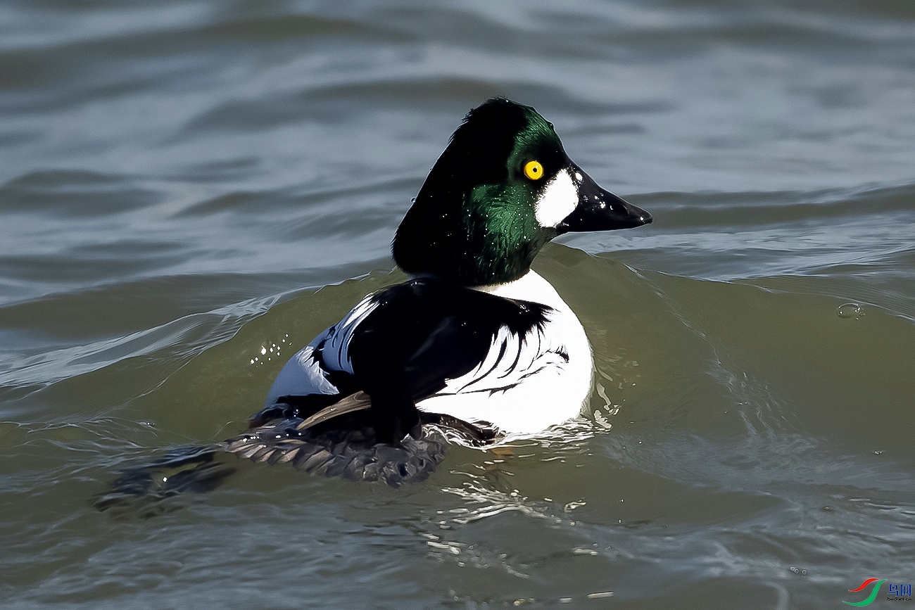 DSC_7370---.jpg