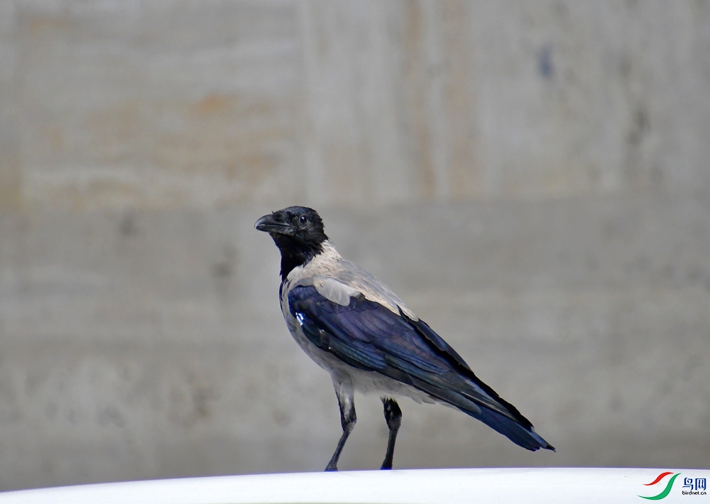 DSC_3865.JPG