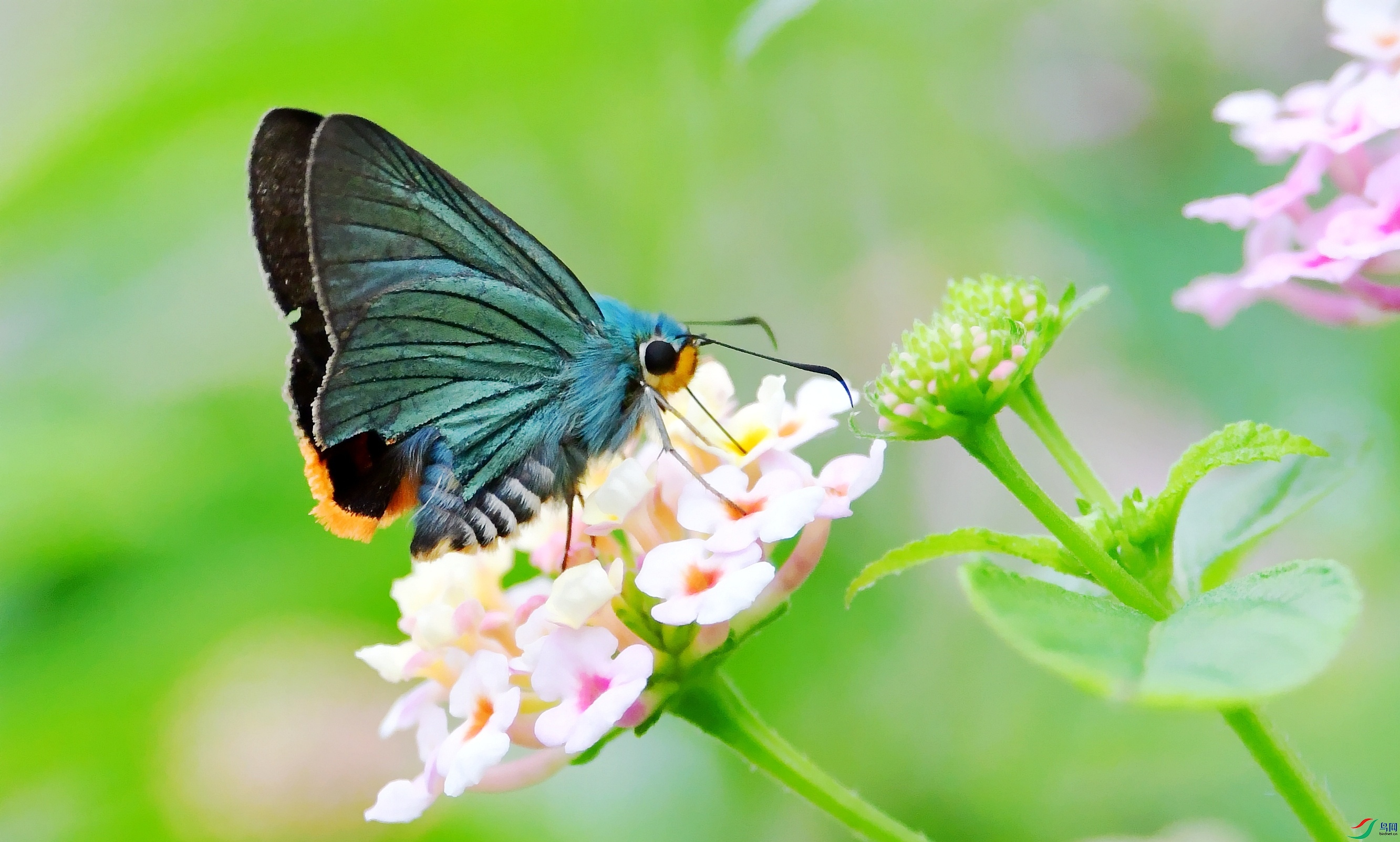DSC_1743_conew2.jpg