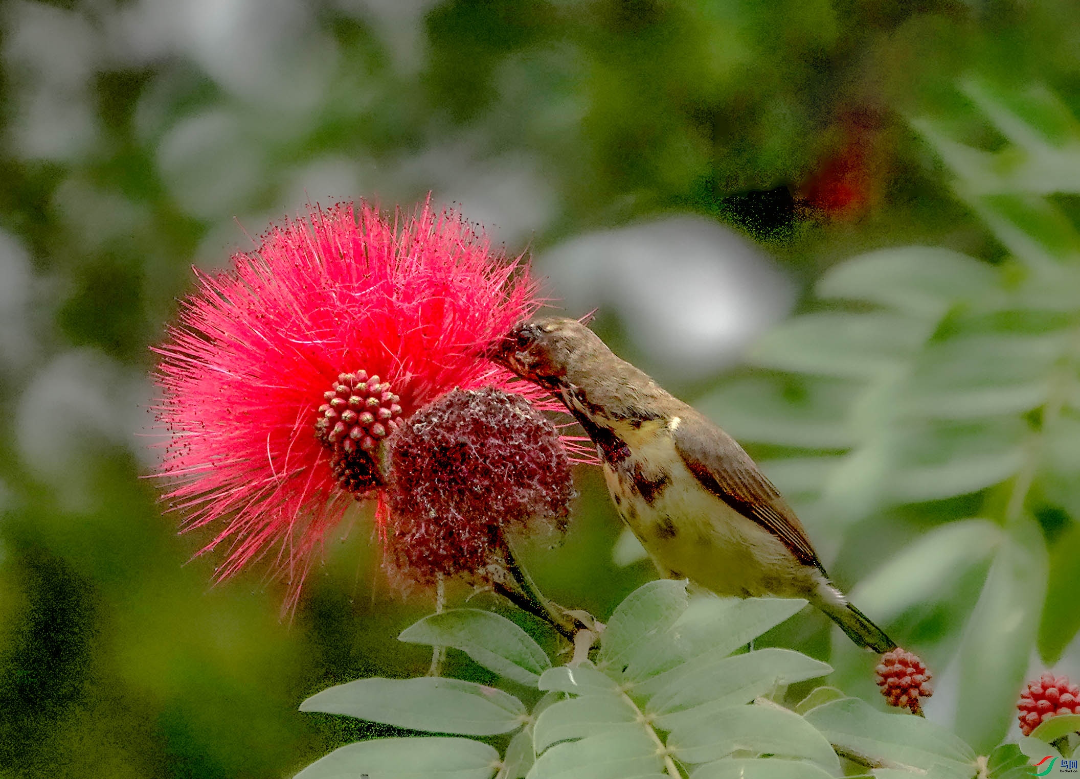 DSC09966 ����.jpg