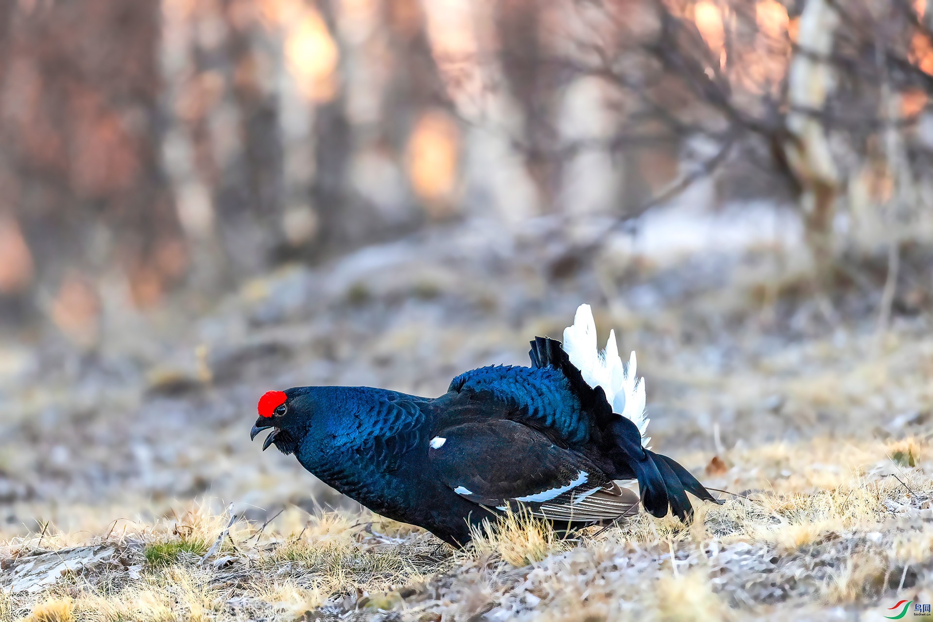 060A0298 ����-Sha----1 .jpg