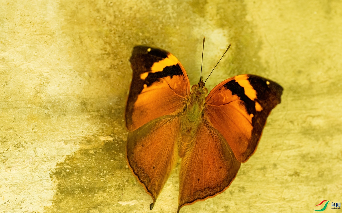 P9141719-1�Ҷ�̵�.jpg