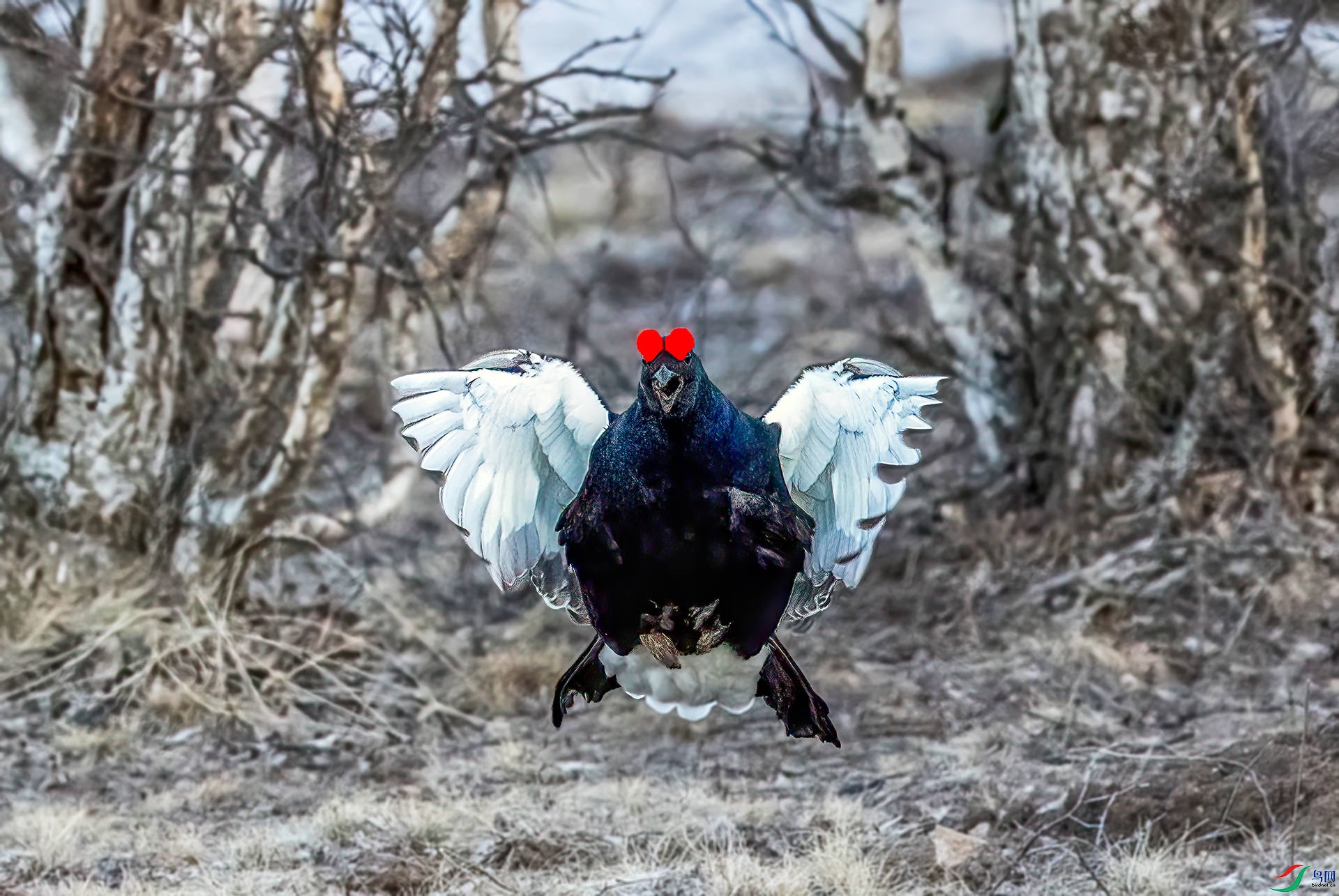 060A4903 ����-Sha---1 .jpg