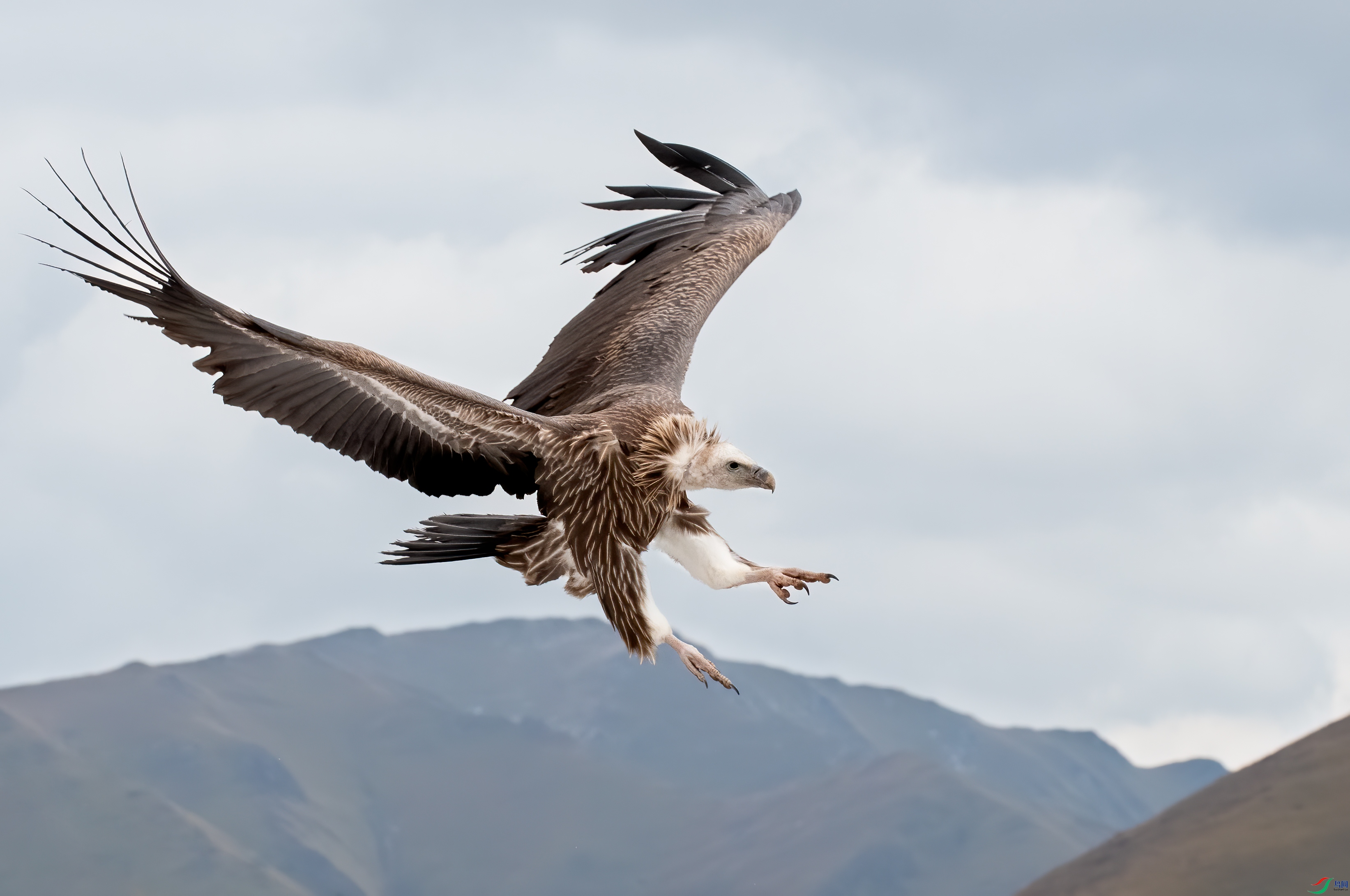 DSC_4117-1.jpg