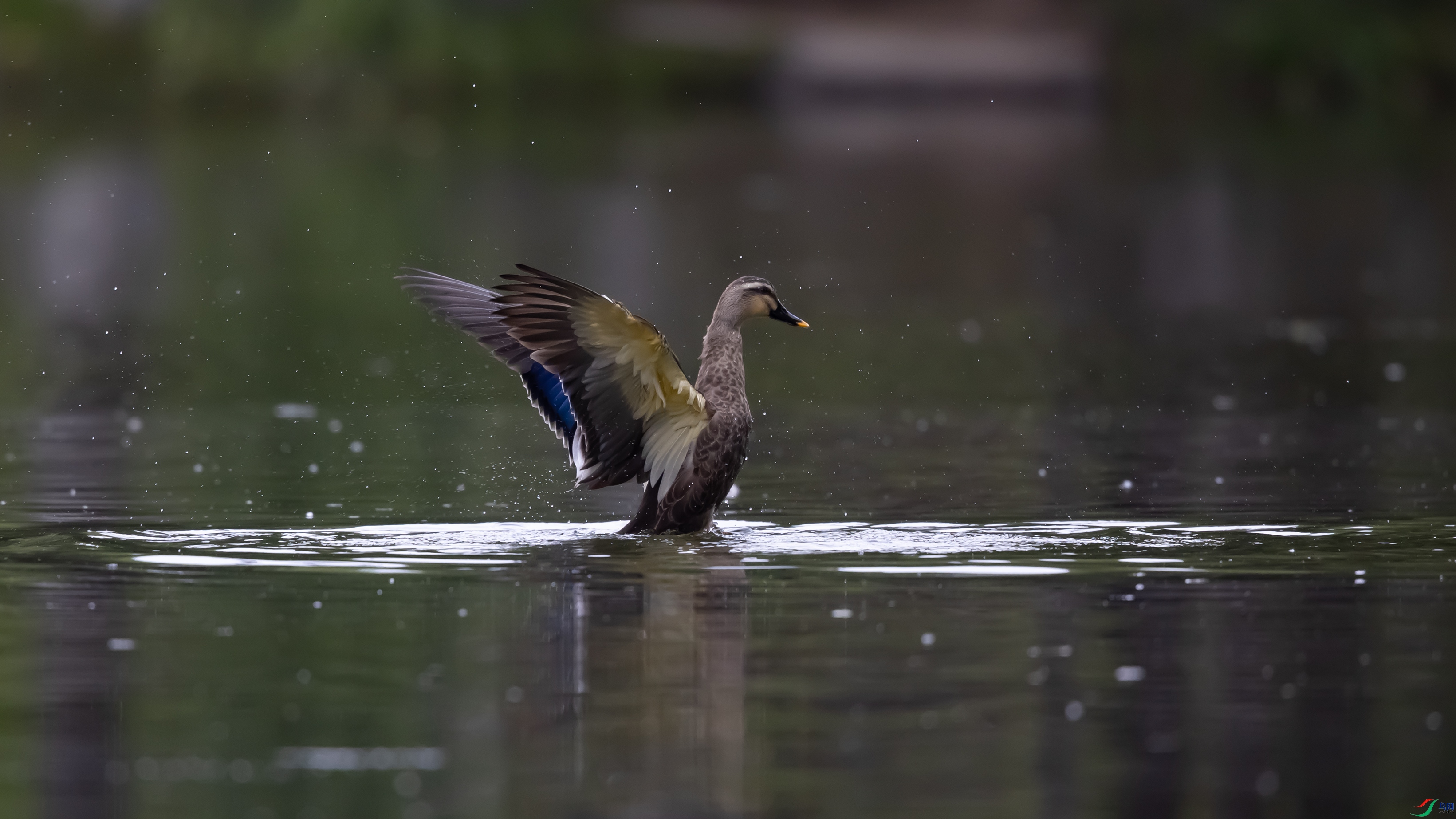 _O7A3411 ����.jpg