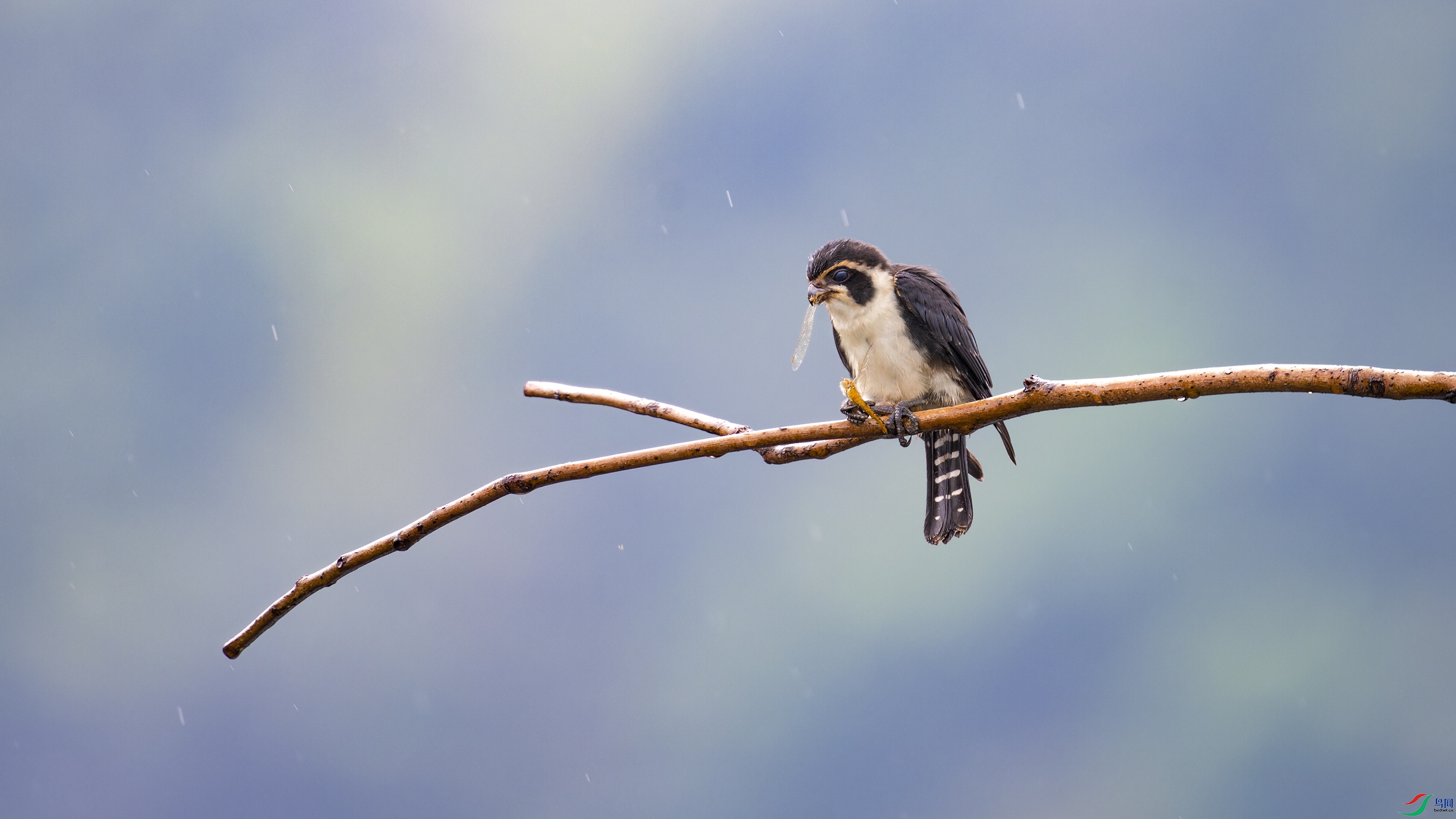 DSC_9357_DxO.jpg
