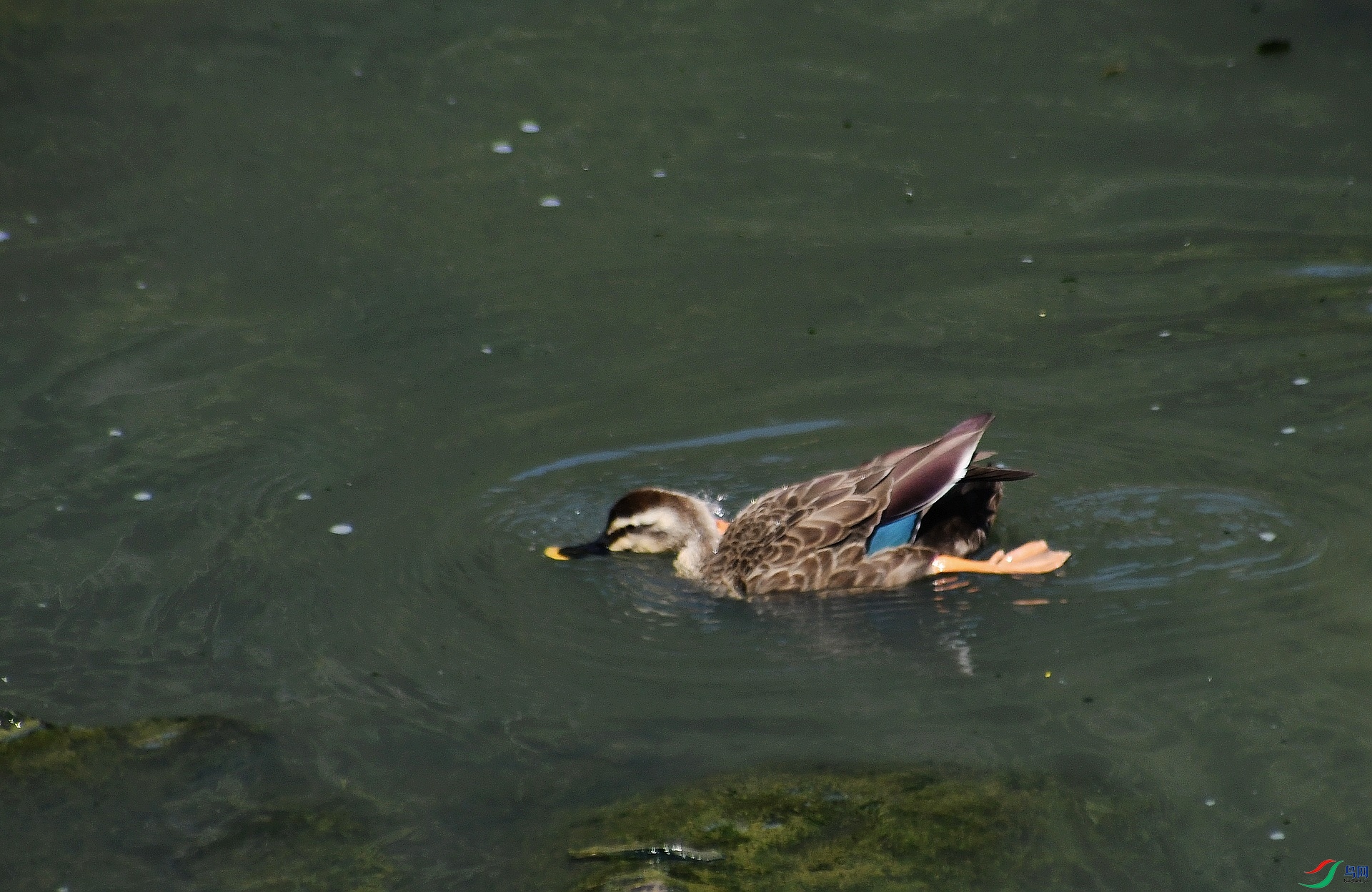 DSC_3217.jpg