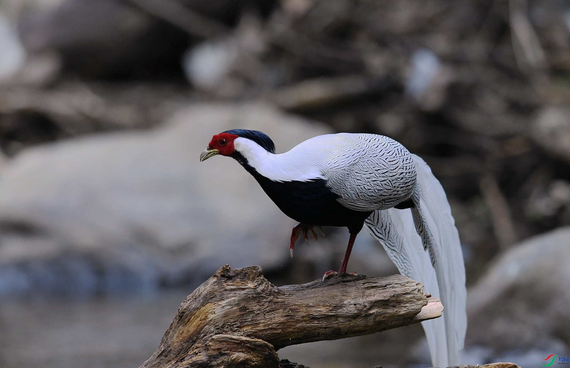 DSC_4692.jpg