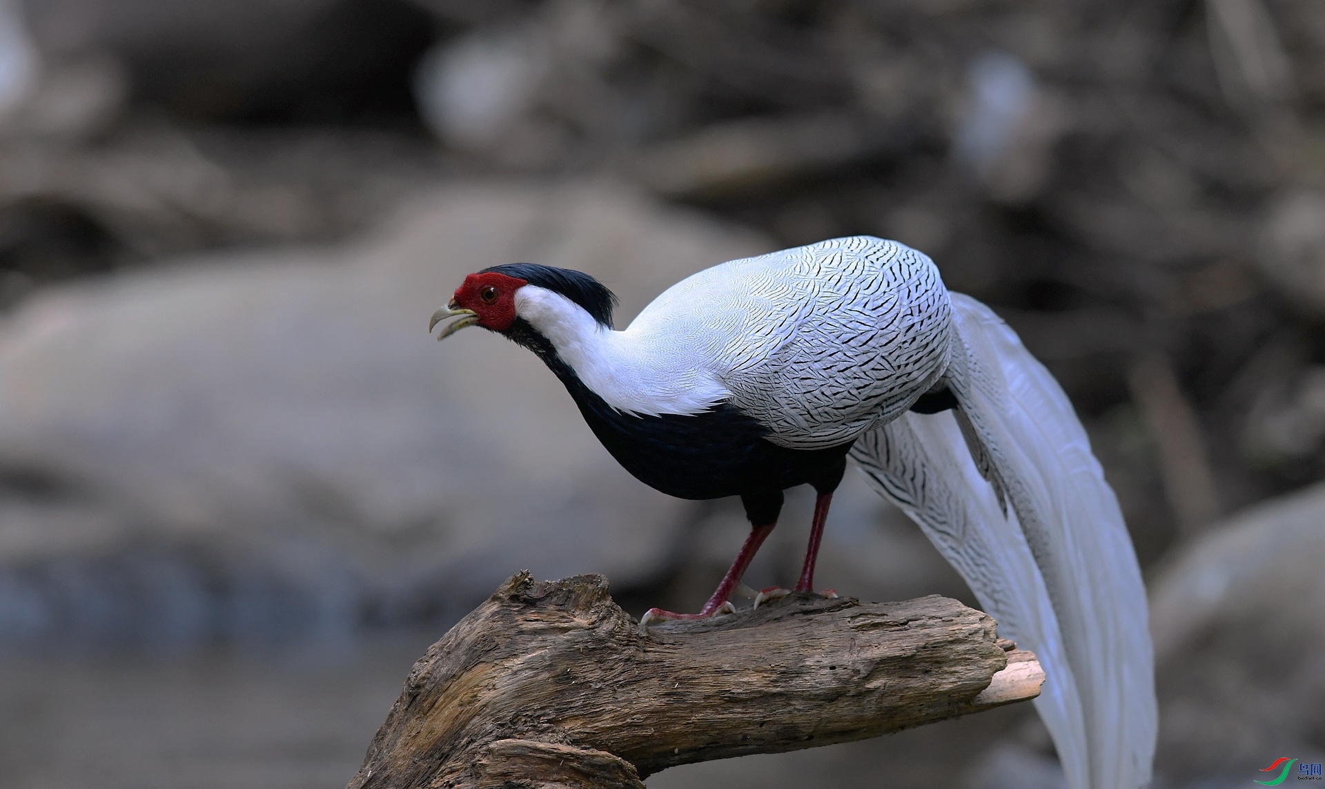 DSC_4697.jpg
