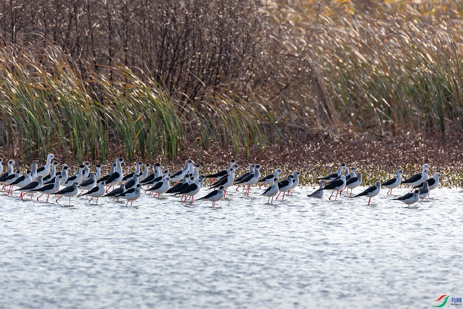 DSC_6243-����ǿ-NR ����.jpg